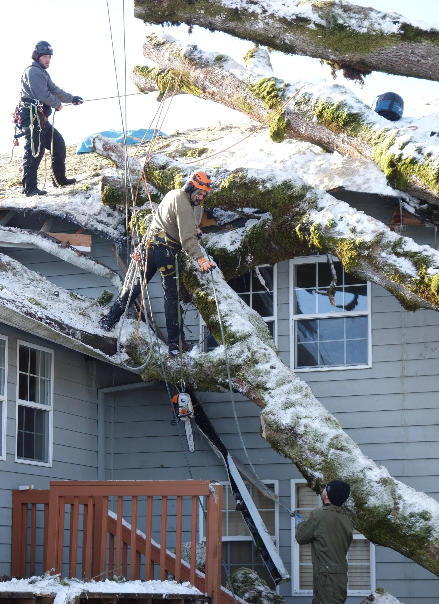 Oak part II - the tree crew — Alyse Lansing - Landscape Design, and ...