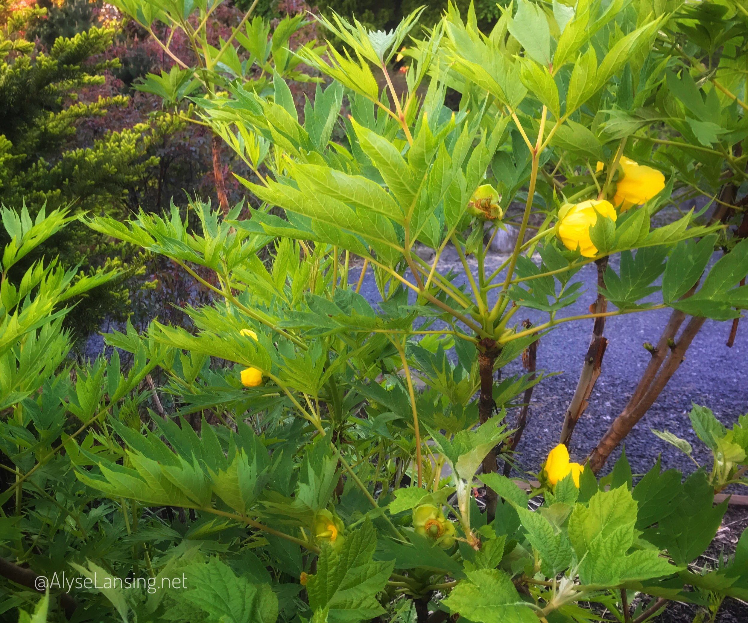 藏牡丹(paonia lutea ludlowii)