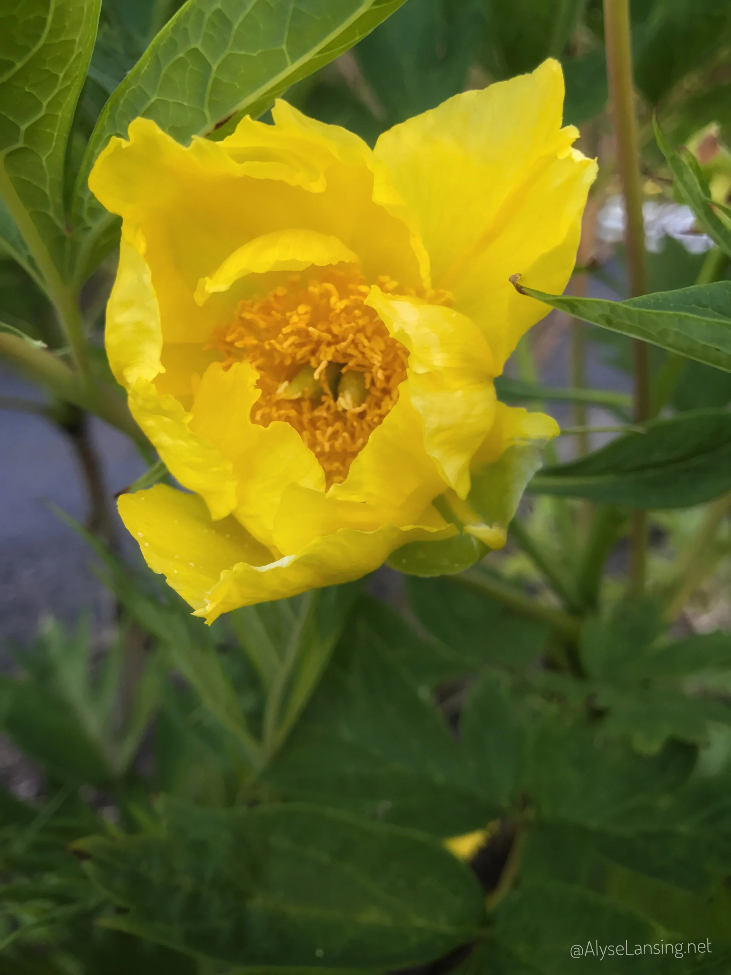 Suddenly Spring