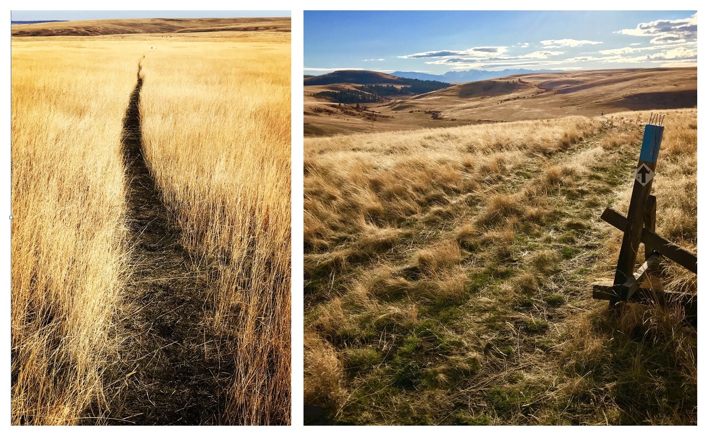 朱姆沃尔特草原保护区;左:Patti's Trail. 右:Horned Lark Trail。