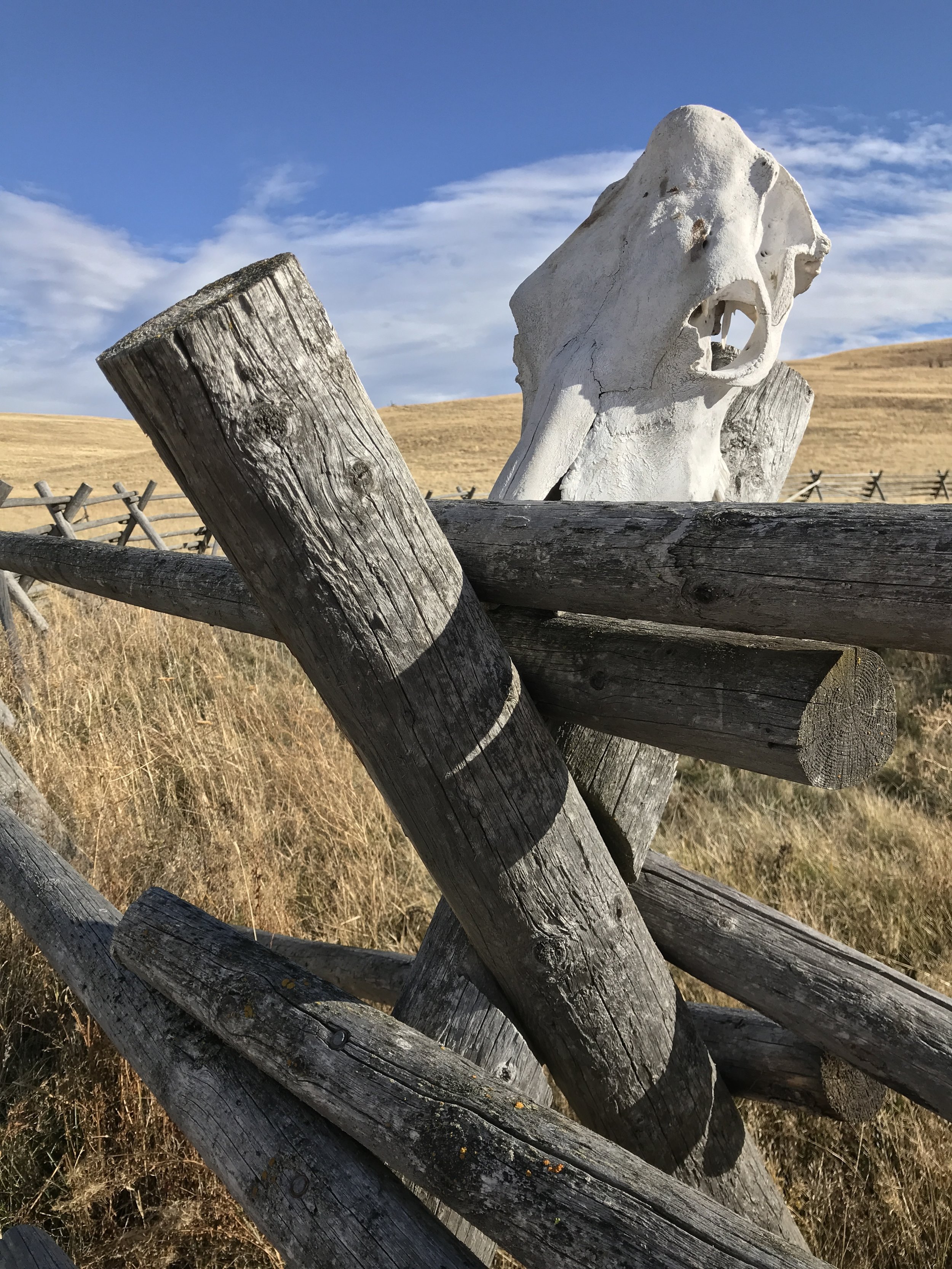 我的星期三小插图:牛头骨，三脚架围栏，朱姆沃尔特草原和俄勒冈州东部的天空。三张照片只*周三Vignette由Flutter &嗡嗡声。点击查看当天其他有趣的小插曲。