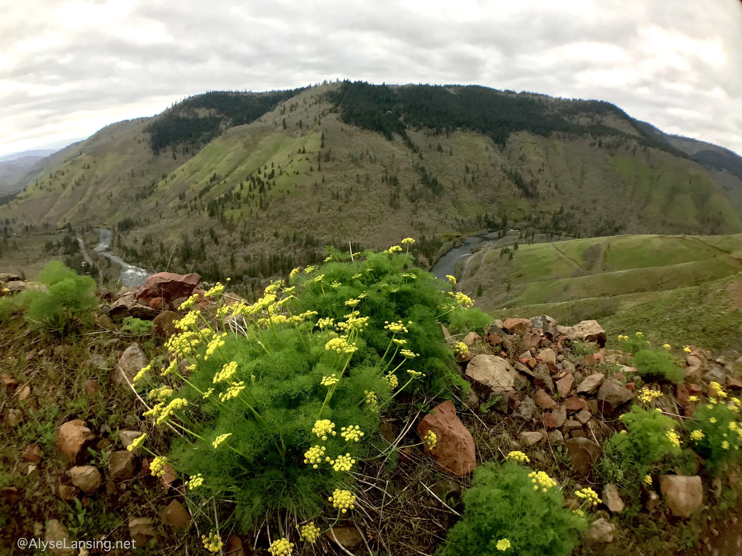 Lomatium grayi (Gray's Desert Parsley) on road-cut berm above the Klickitat River