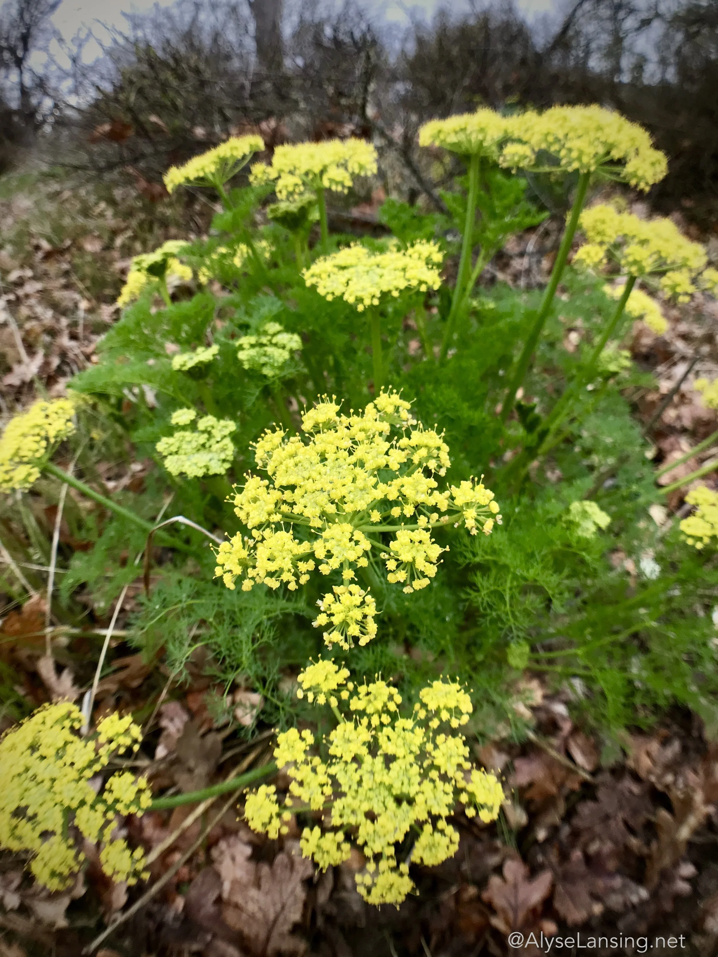 Gray's Desert Parsley, Lomatiium grayi