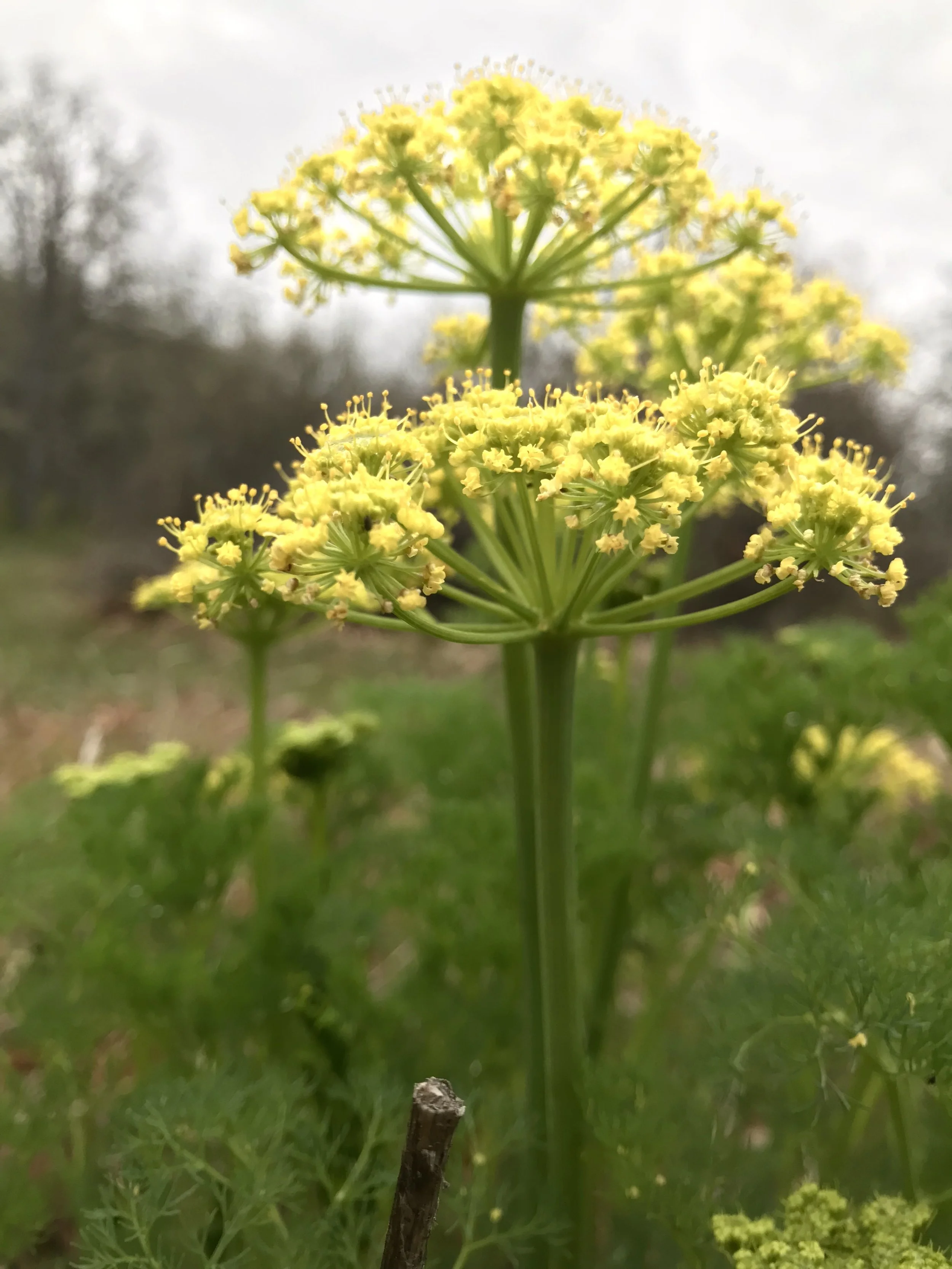 Umbell flowers of the desert parsleys (here Lomatium grayi ).