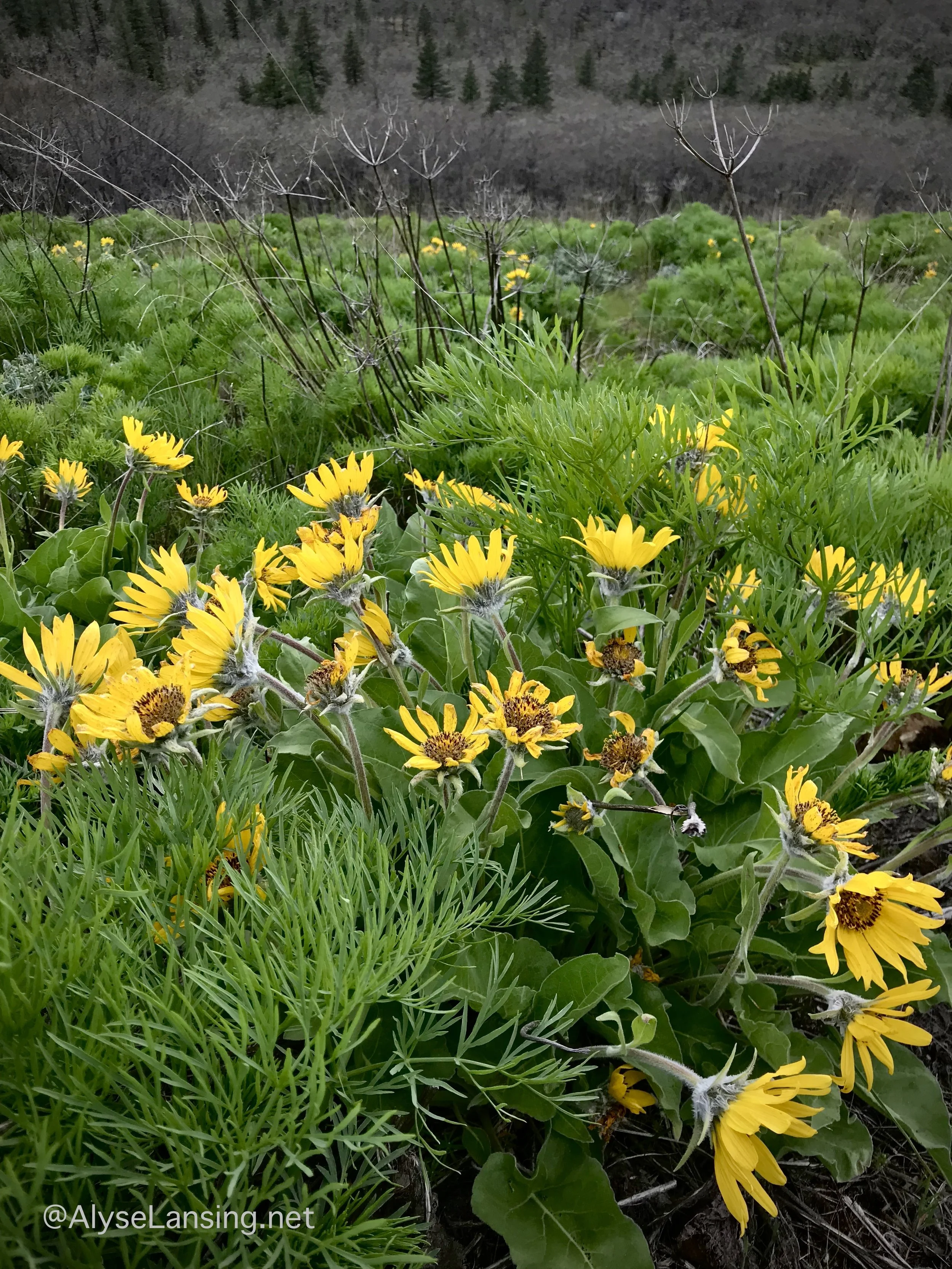 Sunflower blooms of Balsamroot surrounded by as-yet-unblooming Suksdorf's Desert Parsley ( Lomatium suksdorfii ).