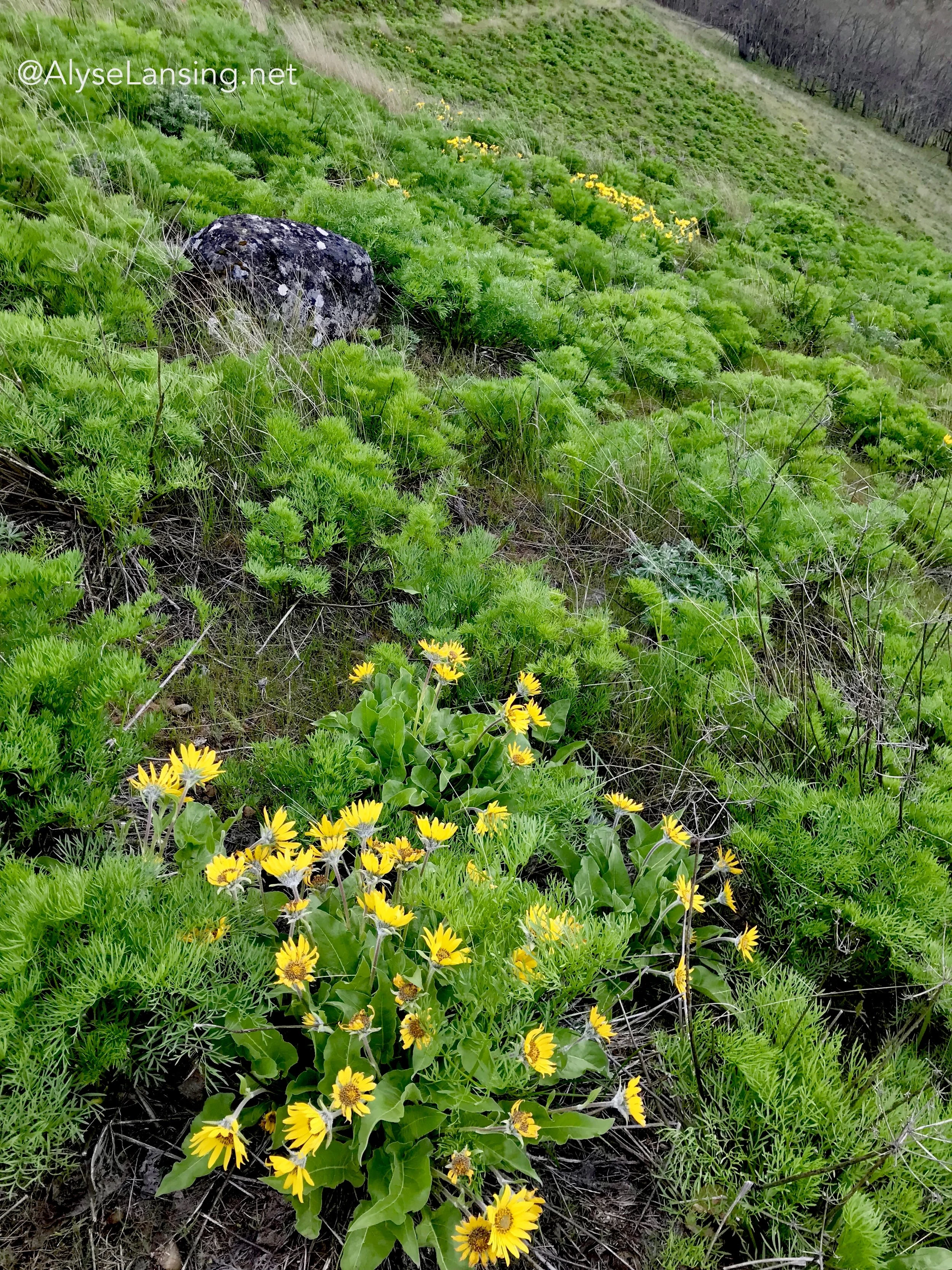 A few fat-blooming Balsamroot are sprinkled in a field of Suksdorf's Lomatium yet to flower.
