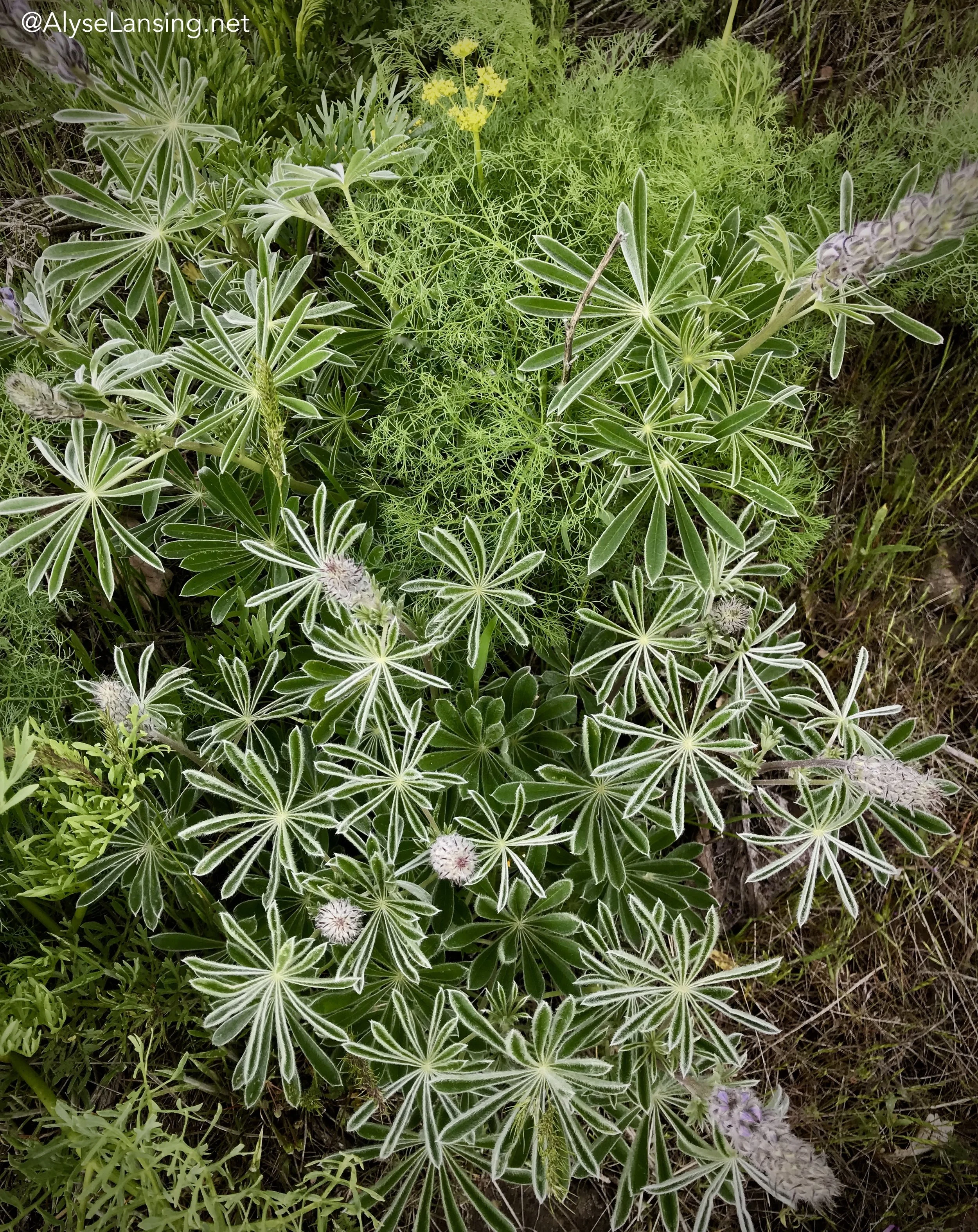 In the wild, Lomatium grayi with budded Columbia Gorge lupines.