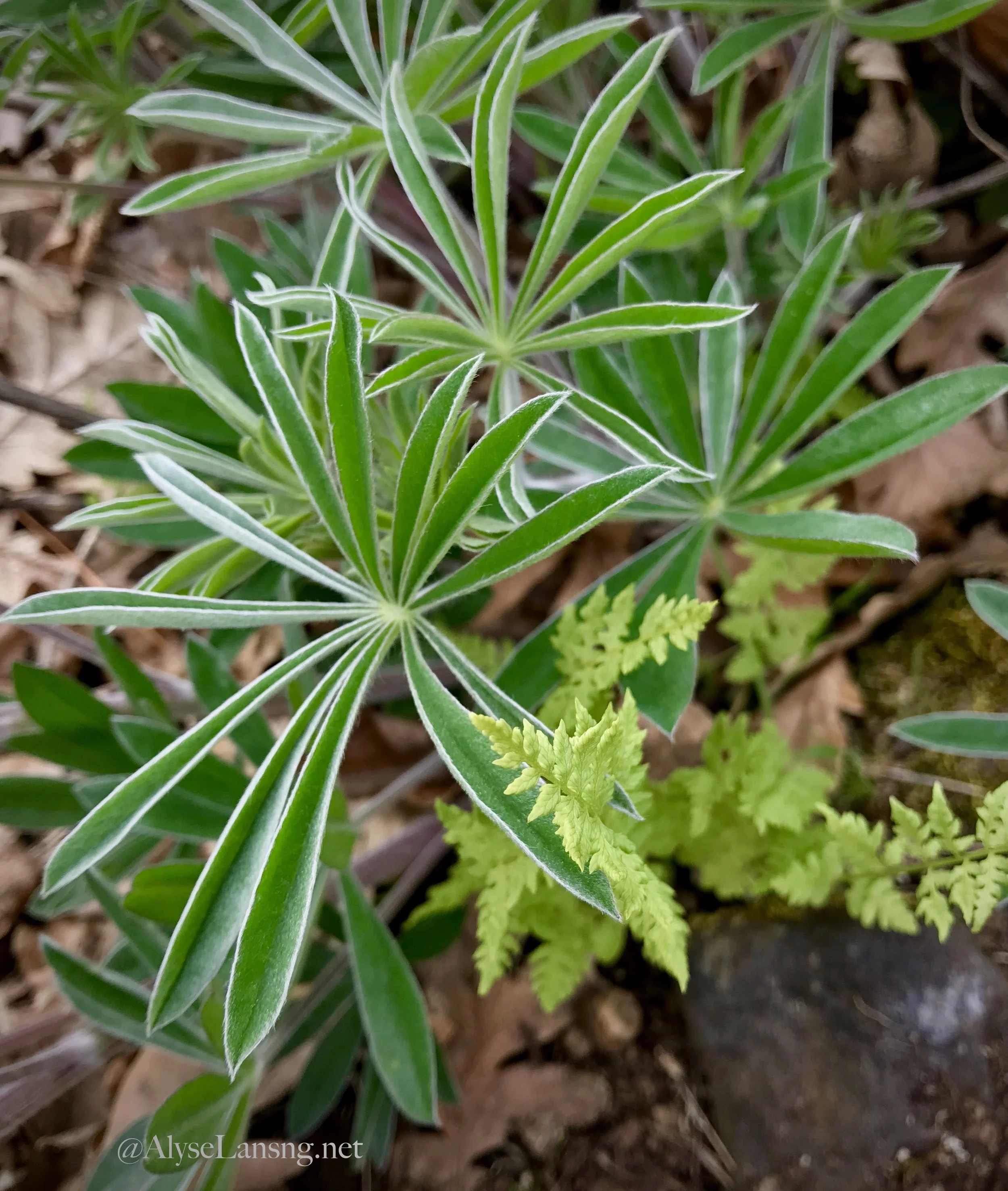 Young lupines with fern (probably early-emerging Lady Fern, Athyrium filix-femina ).