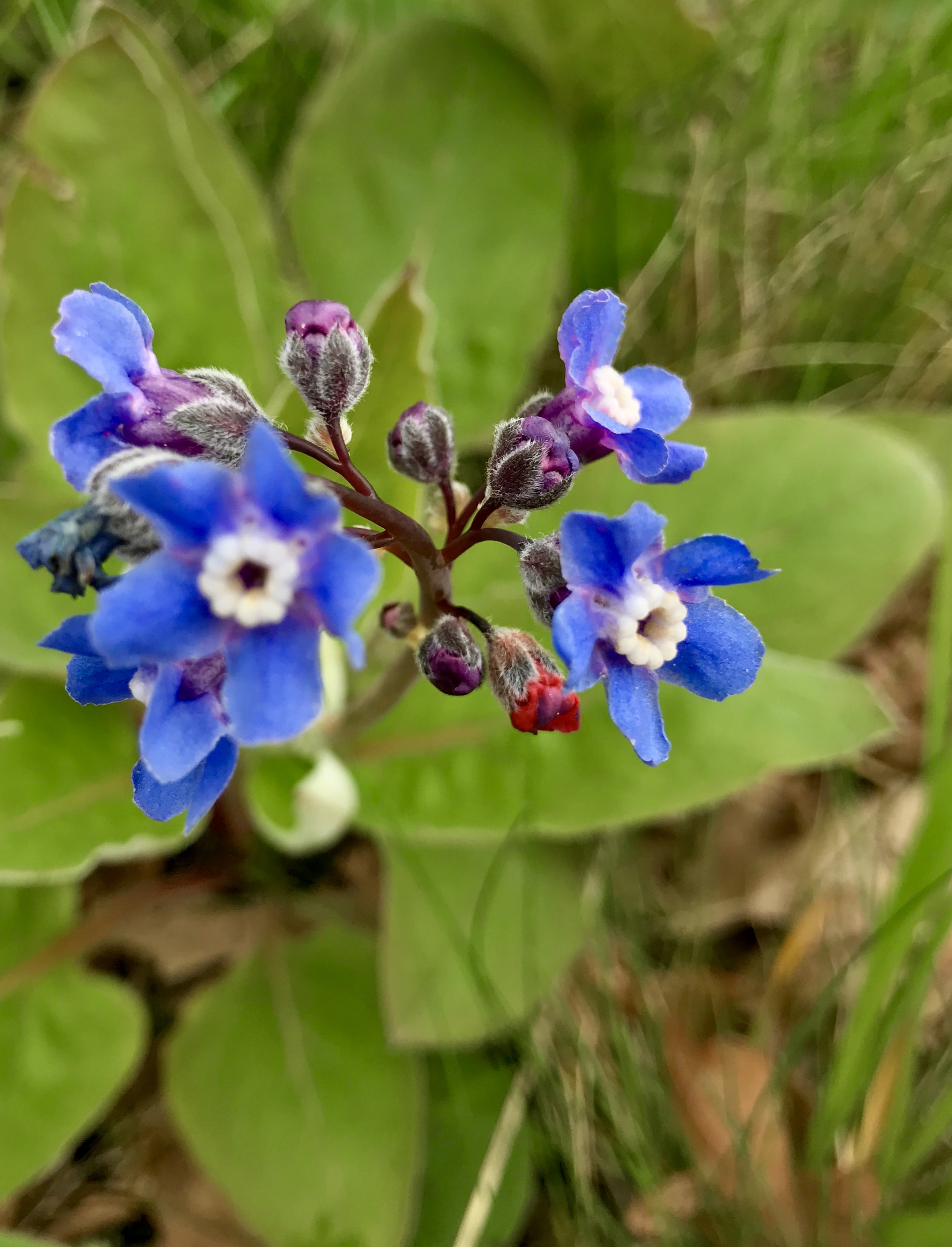 Hounds Tongue, Cynoglossum grande . A beautiful true blue.
