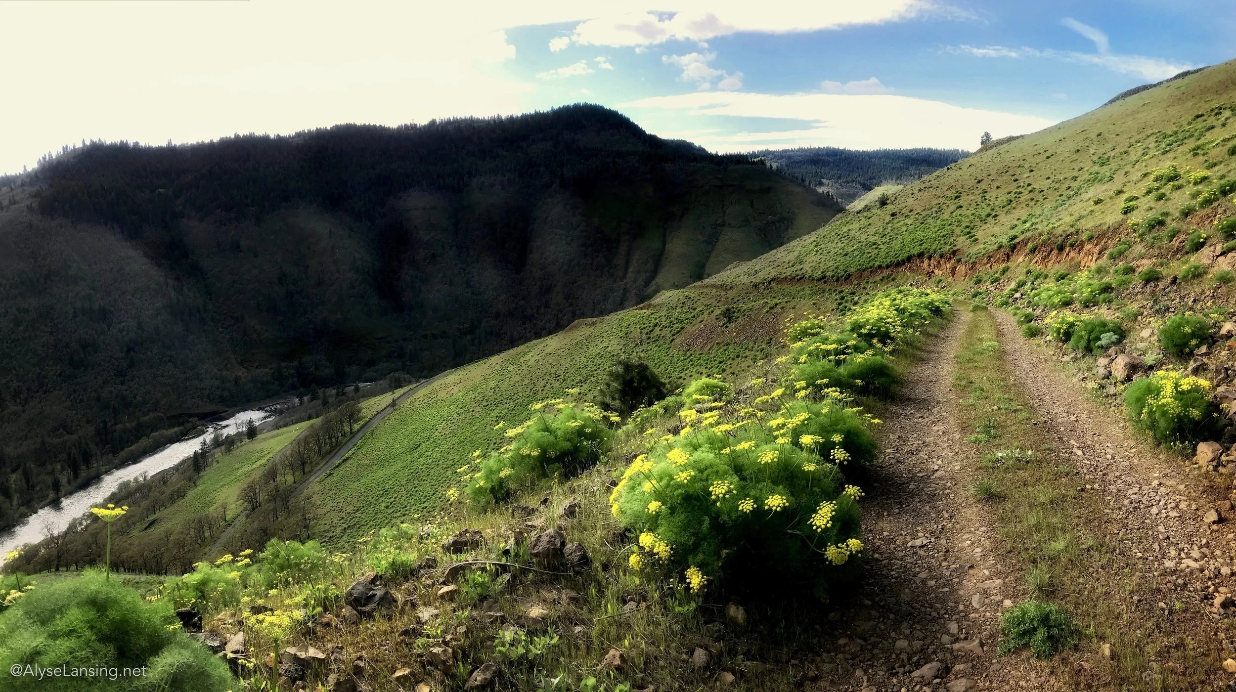 Our road out of camp, with the Klickitat River below. Lomatium grayi blankets the road cut, and many hummocks of Suksdorf cover the hills.