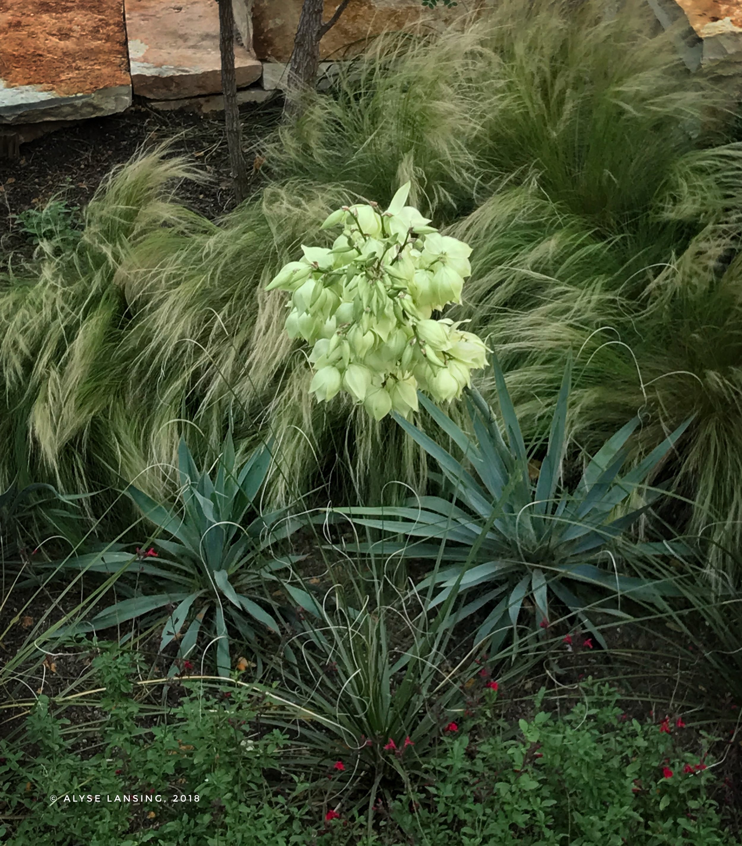 这朵盛开的丝兰显示出“软硬结合在一起”，植物。柔软的墨西哥羽毛草与丝兰的硬线。