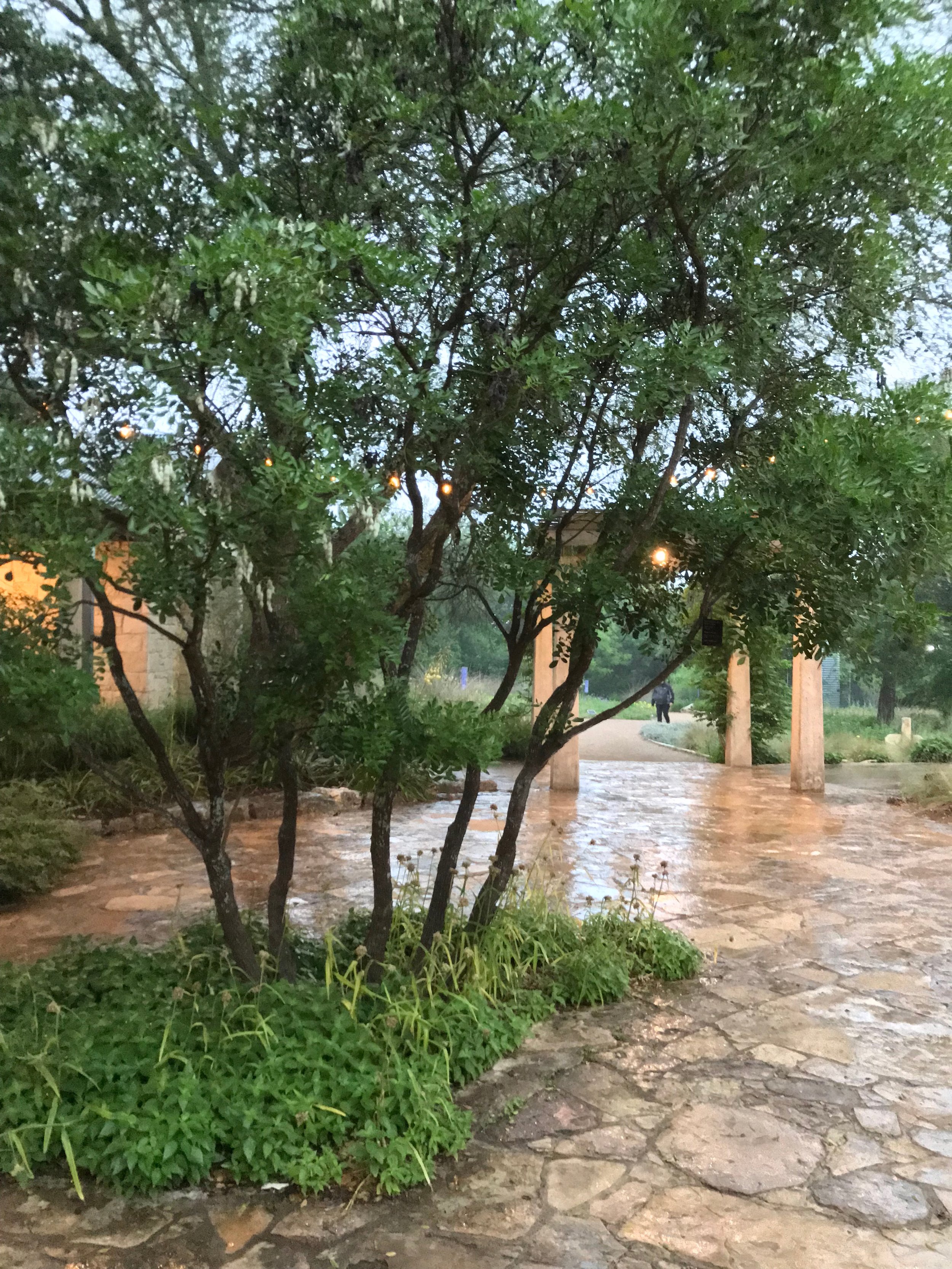 院子里的德州山月桂，在雨天的早晨