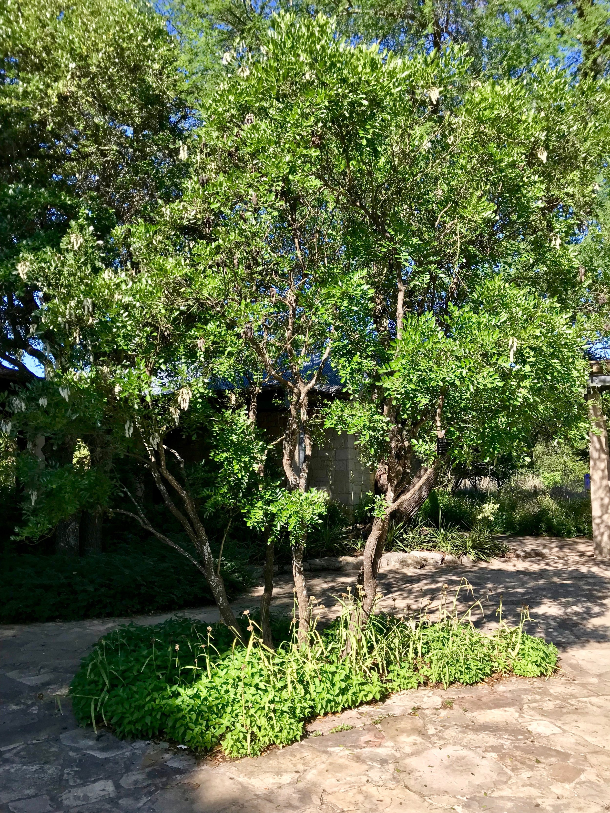 院子里的德克萨斯山月桂，在一个阳光明媚的日子里
