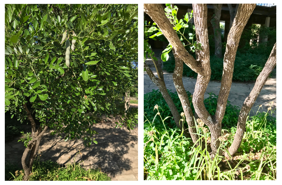 次生苦豆子(德州山月桂)的叶子，种子，树皮和树干