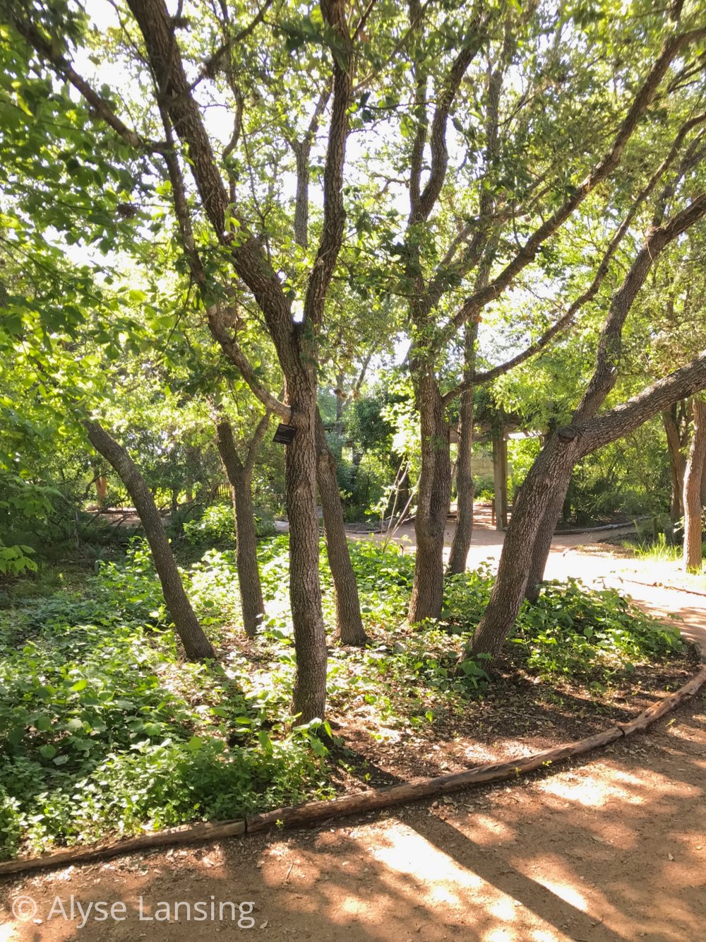  The glade is shaded by several Texas native trees, most notably  Quercus fusiformis  (Escarpment Live Oak) which grows everywhere throughout the Hill Country, and ubiquitous throughout Austin. They make the city so beautiful. The photo above is all 