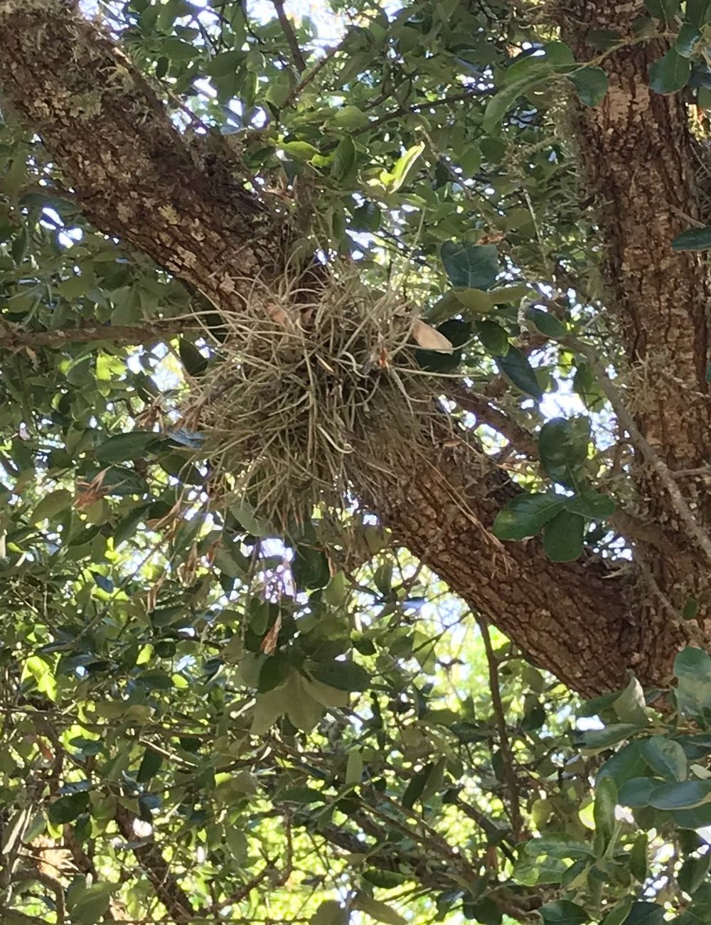  In the oaks grow these epiphitic “air plants,”  Tillandsia recurvata , or Small Ball Moss. Cute little buggers. 