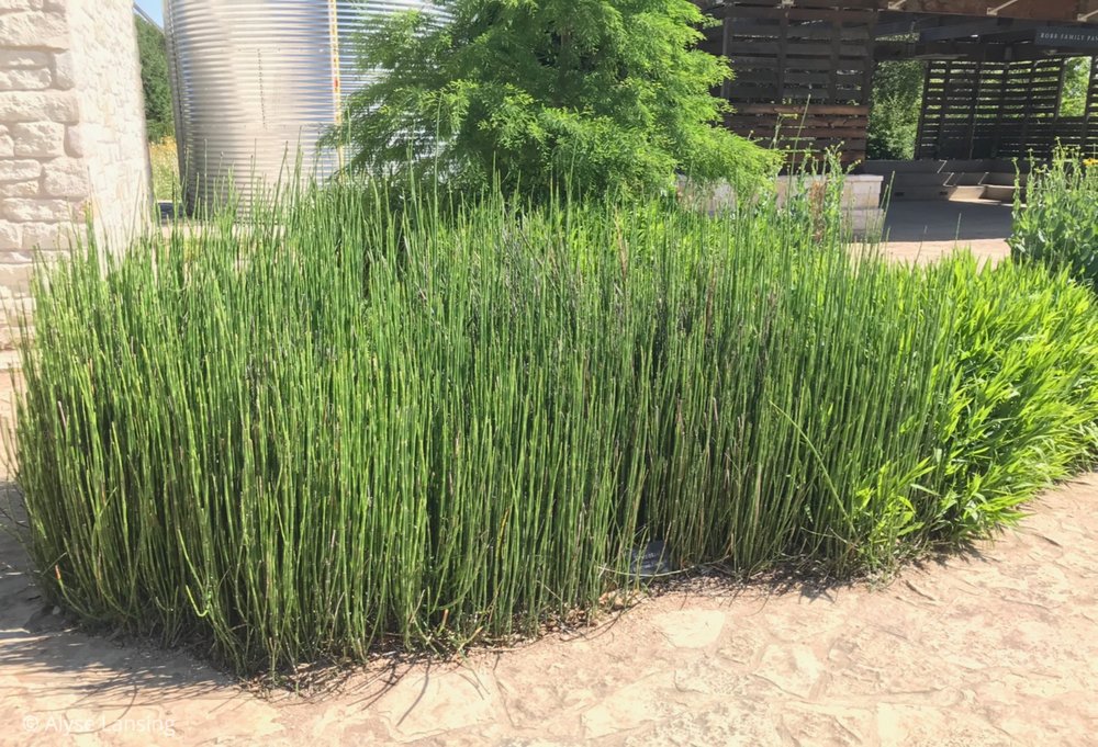  Horsetails, horsetails, everywhere. Austin is in love with them. (The pavilion in the background is my next stop.) 