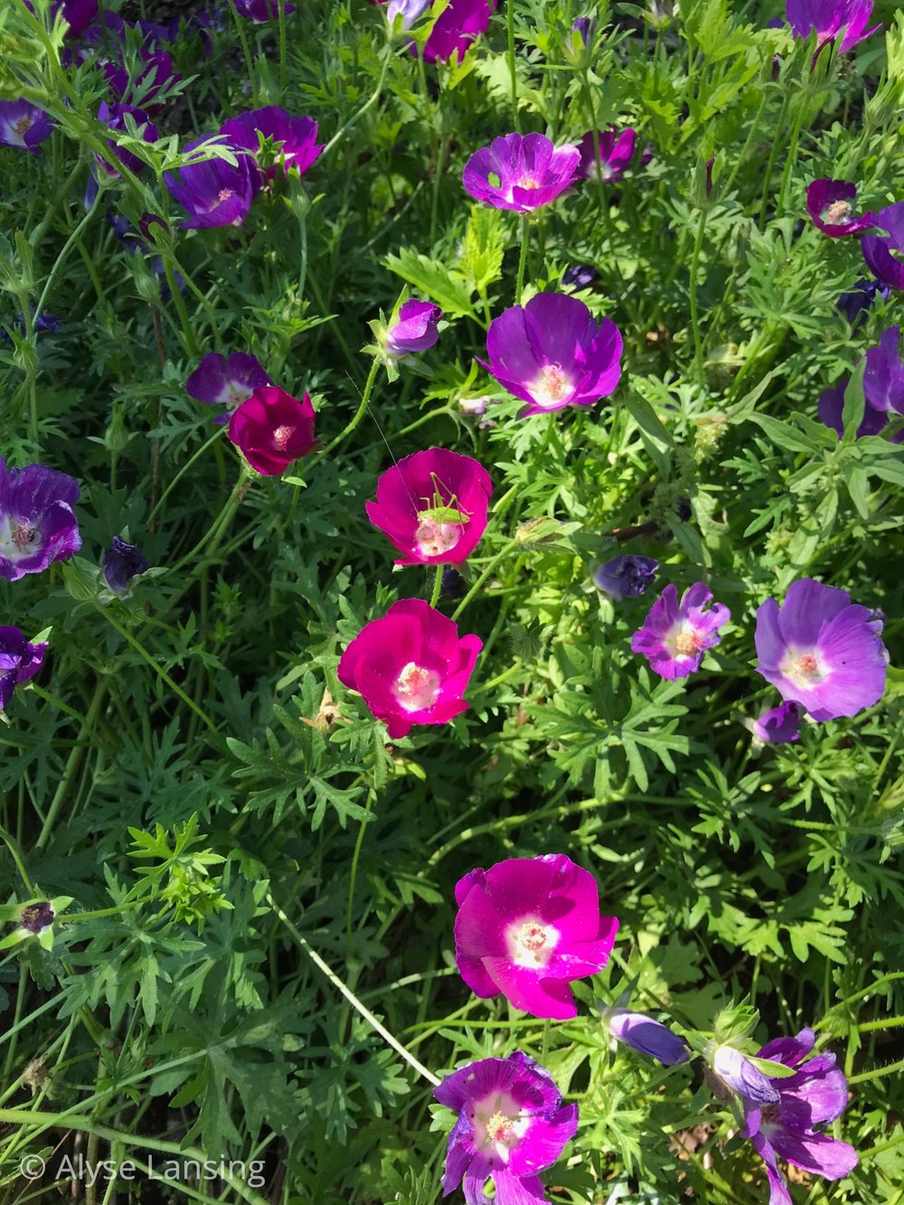  Purple Poppy-Mallow, or Winecups.  And green cricket-y critter enjoying the center. 