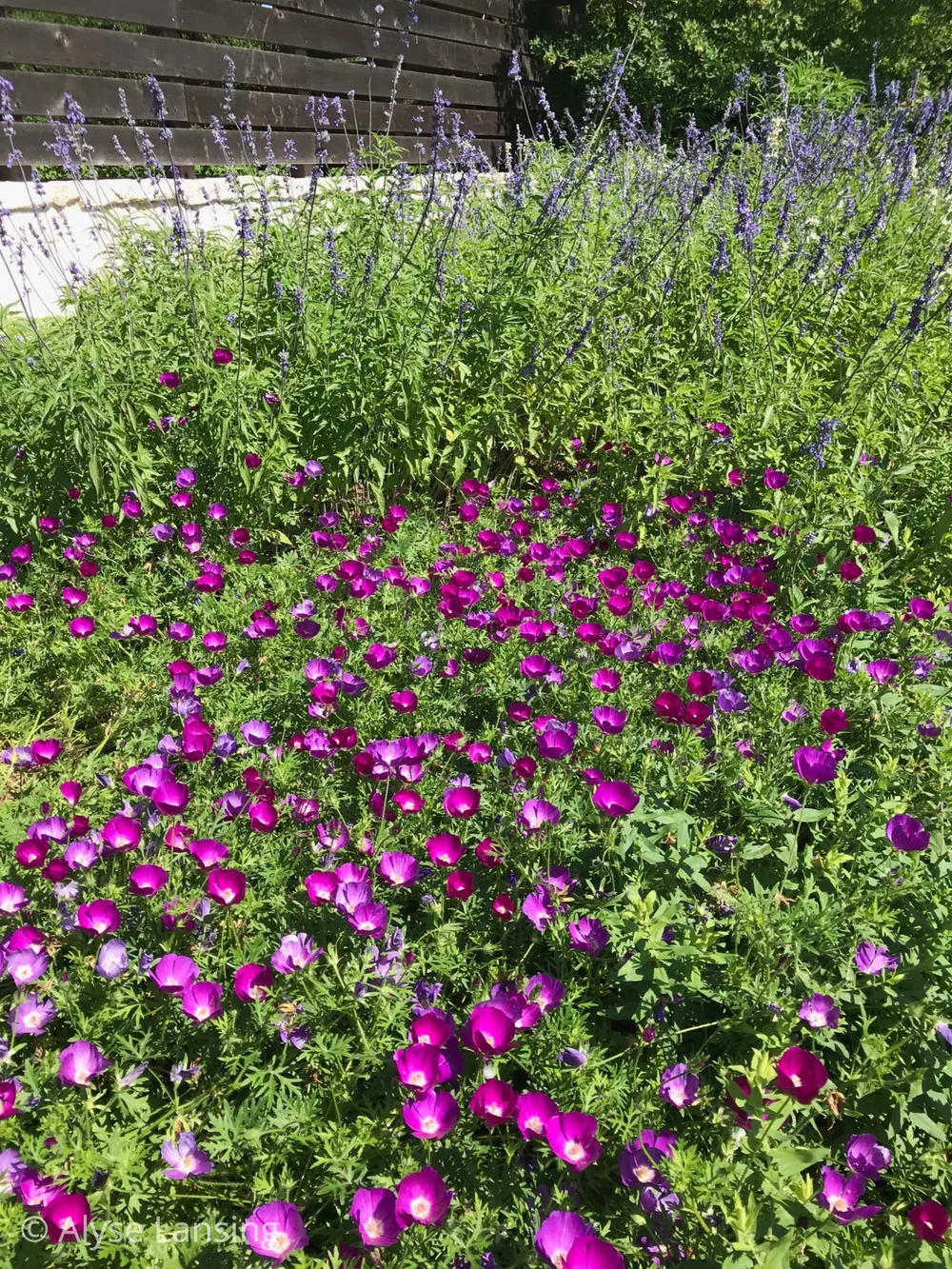  Outside the Robb Pavillion is a huge swath of  Winecups ,  Callirhoe involucrata . Also known as Purple Poppy-Mallow. It was radiant on this day. 