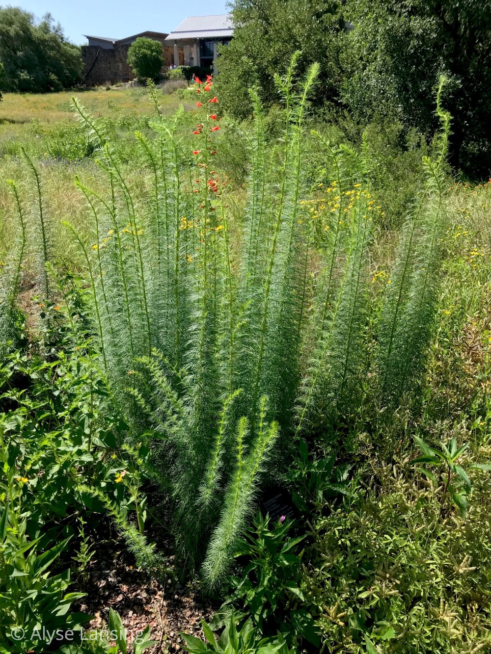  What a sweet plant this is! Even without much bloom yet. 