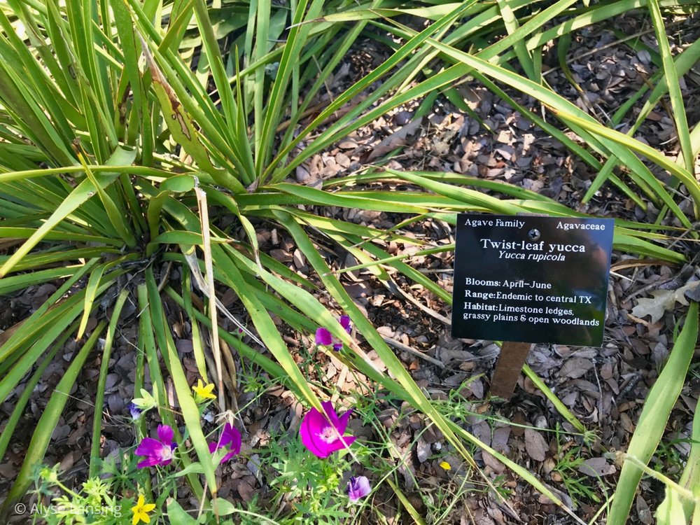  The ground looks good—yucca with the wildflowers scattered betwixt. 