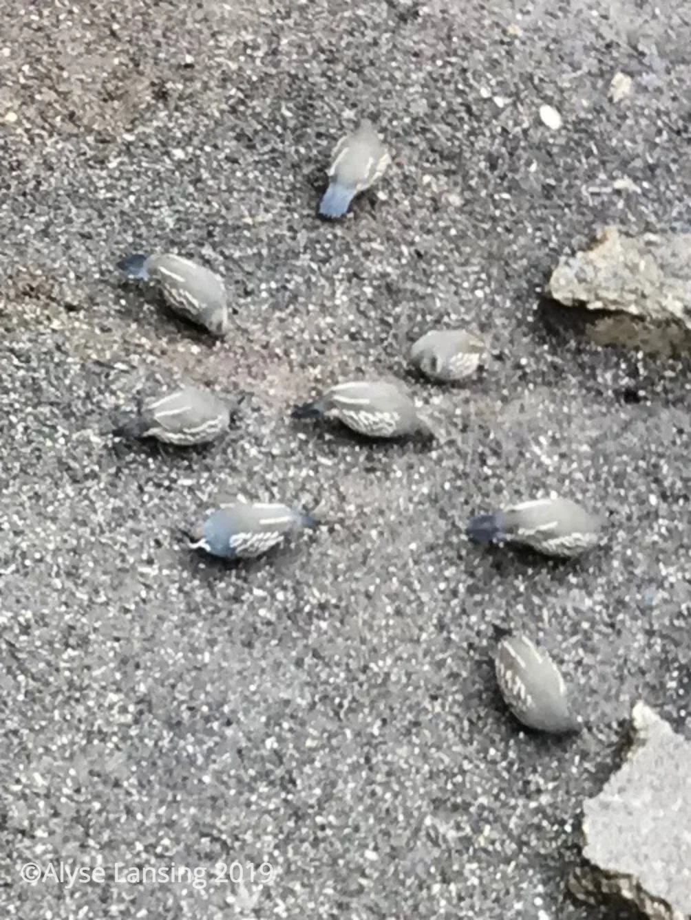 California Quail. (Sorry for poor picture quality!)