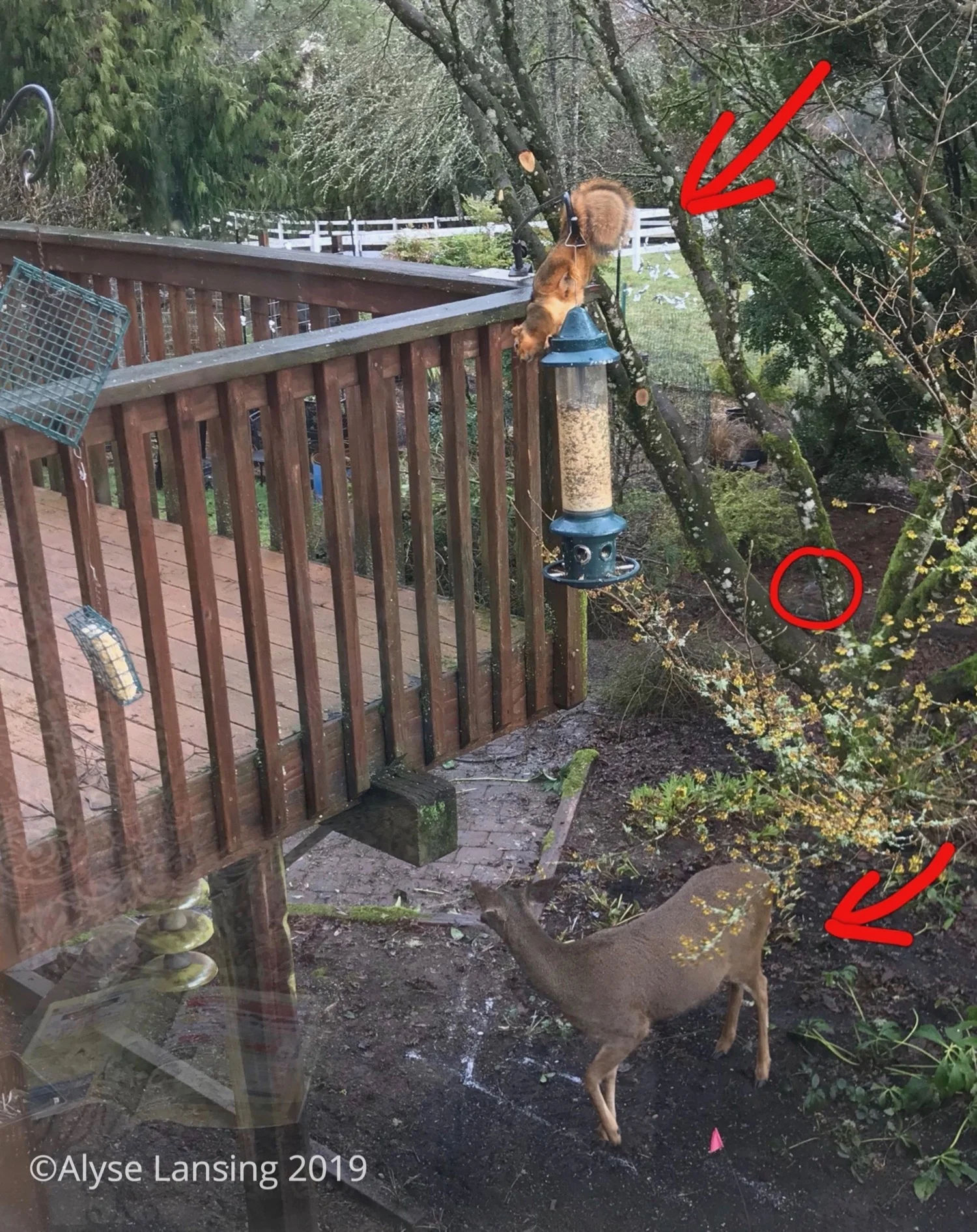 2019-02-23b_AllThree_QuailDeerSquirrel_sig.jpg