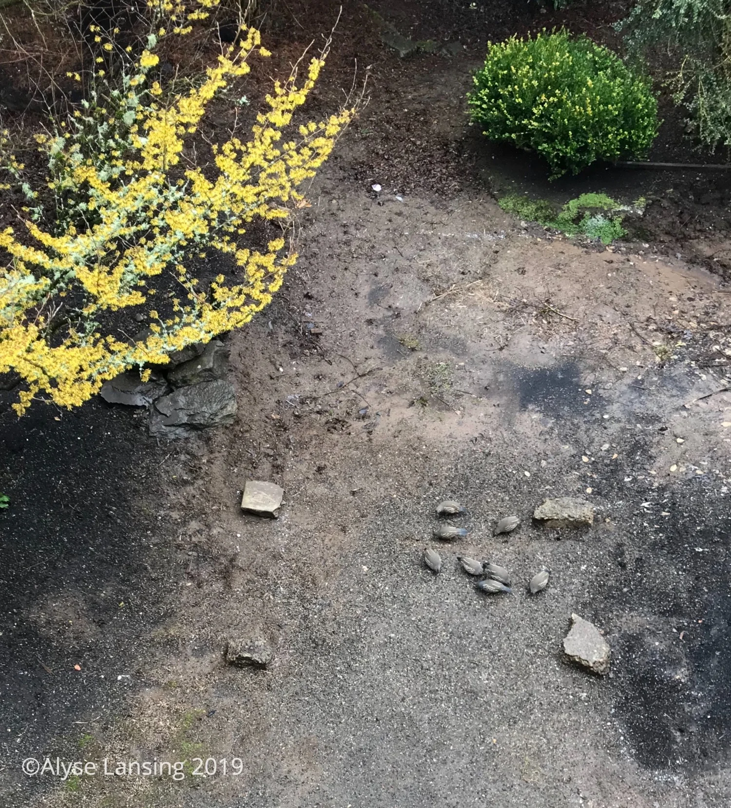 Quail, witch hazel, and winter wildlife show