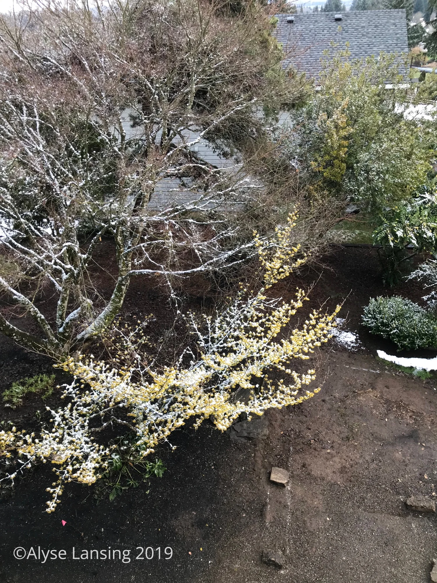 2019-02-09_Hamamelis_snowdusting_ALansing-sig.jpg