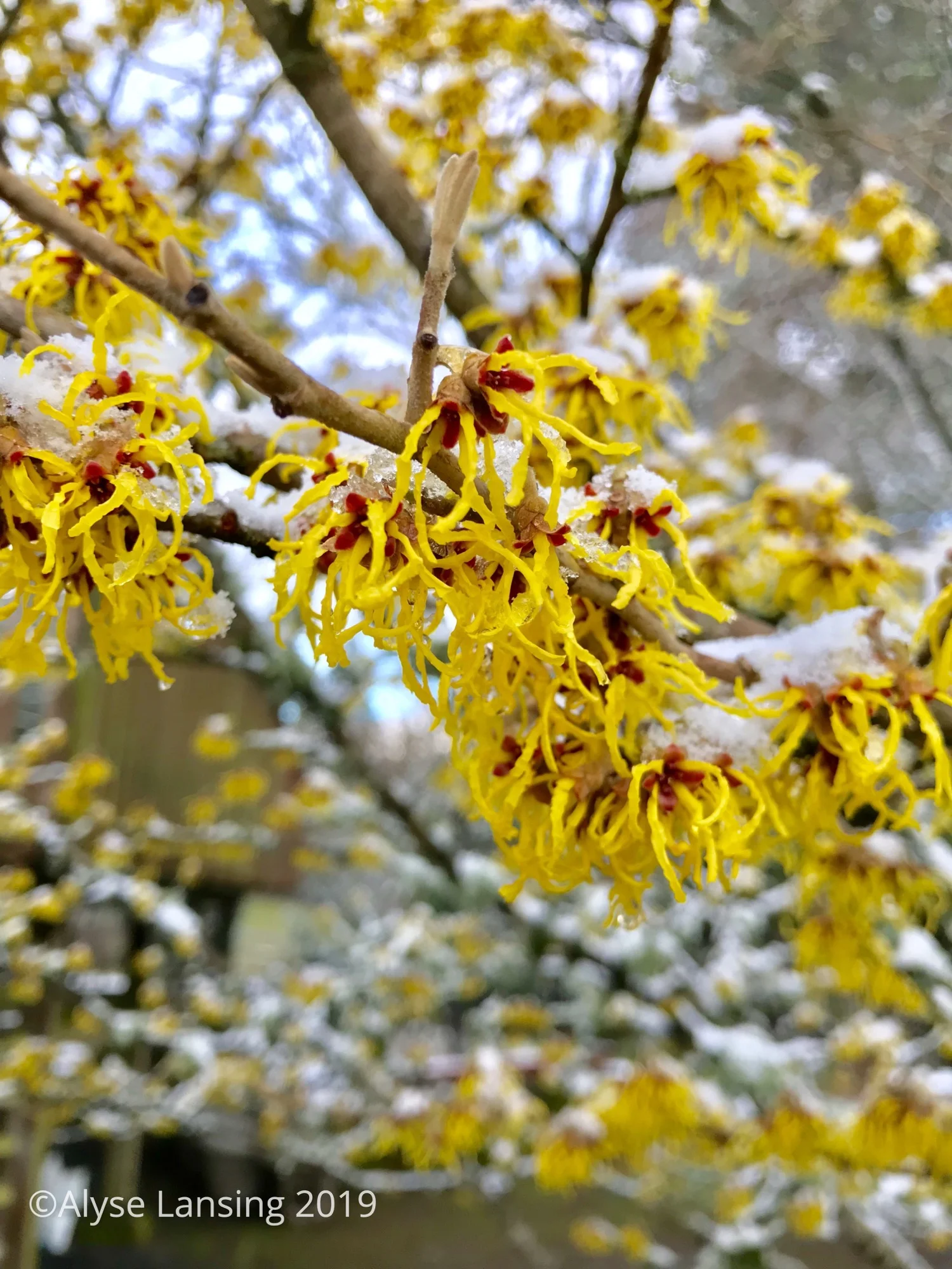 2019-02_Hamam_sun_snow_AlyseLansing_sig.jpg