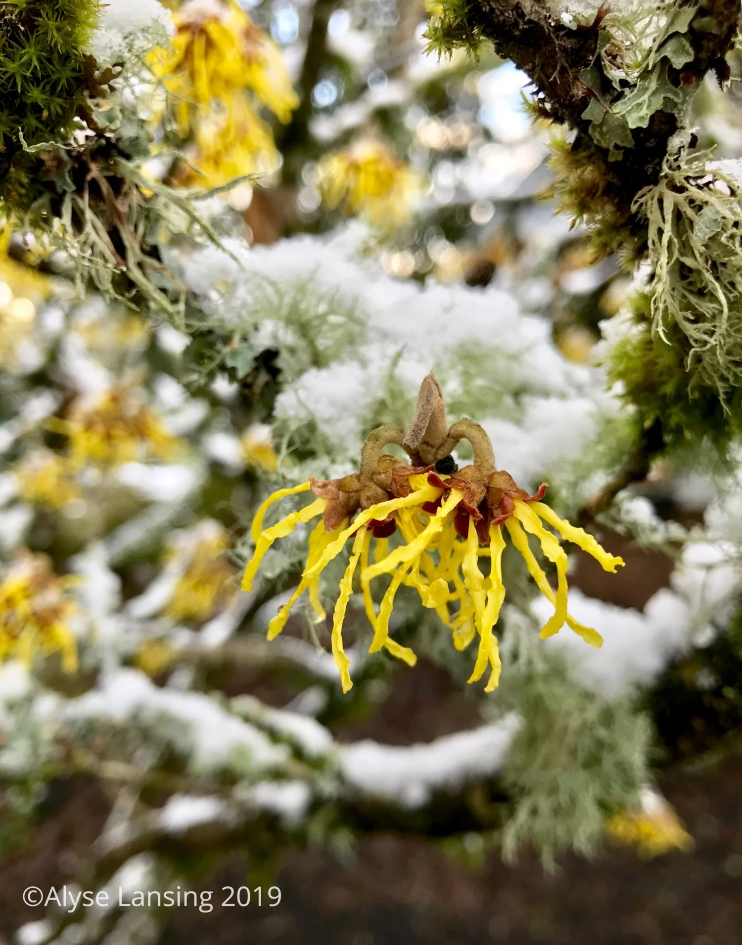 2019-02_Hamam_snow_AlyseLansing_sig.jpg