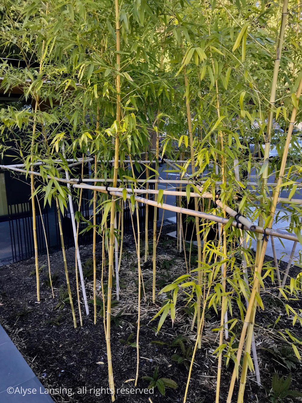  I admire the bamboo staking in this garden, artistically and subtly executed. They situate the horizontal pieces exactly at the average person’s eye level, so that most of the gridwork that could distract the eye is “hidden.”  I had to stand up on t