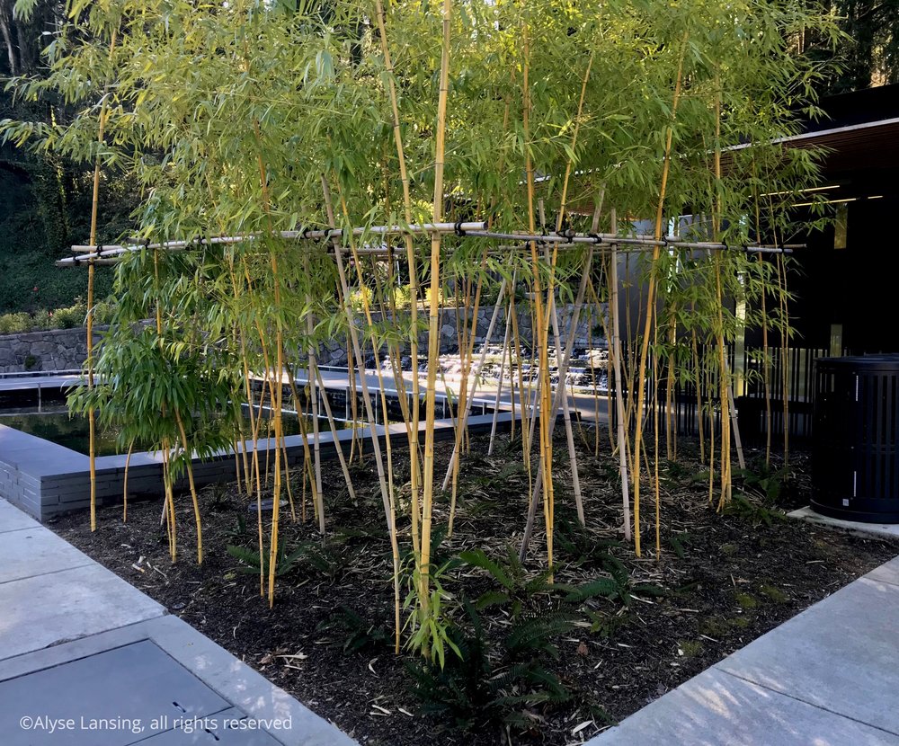  Entry garden bamboo. Design elements: color and tone contrasts; use of horizontal and vertical lines; proportion and scale of each element in relation to each other—and in relation to the hillside forest behind it. Everything “feels right.” 