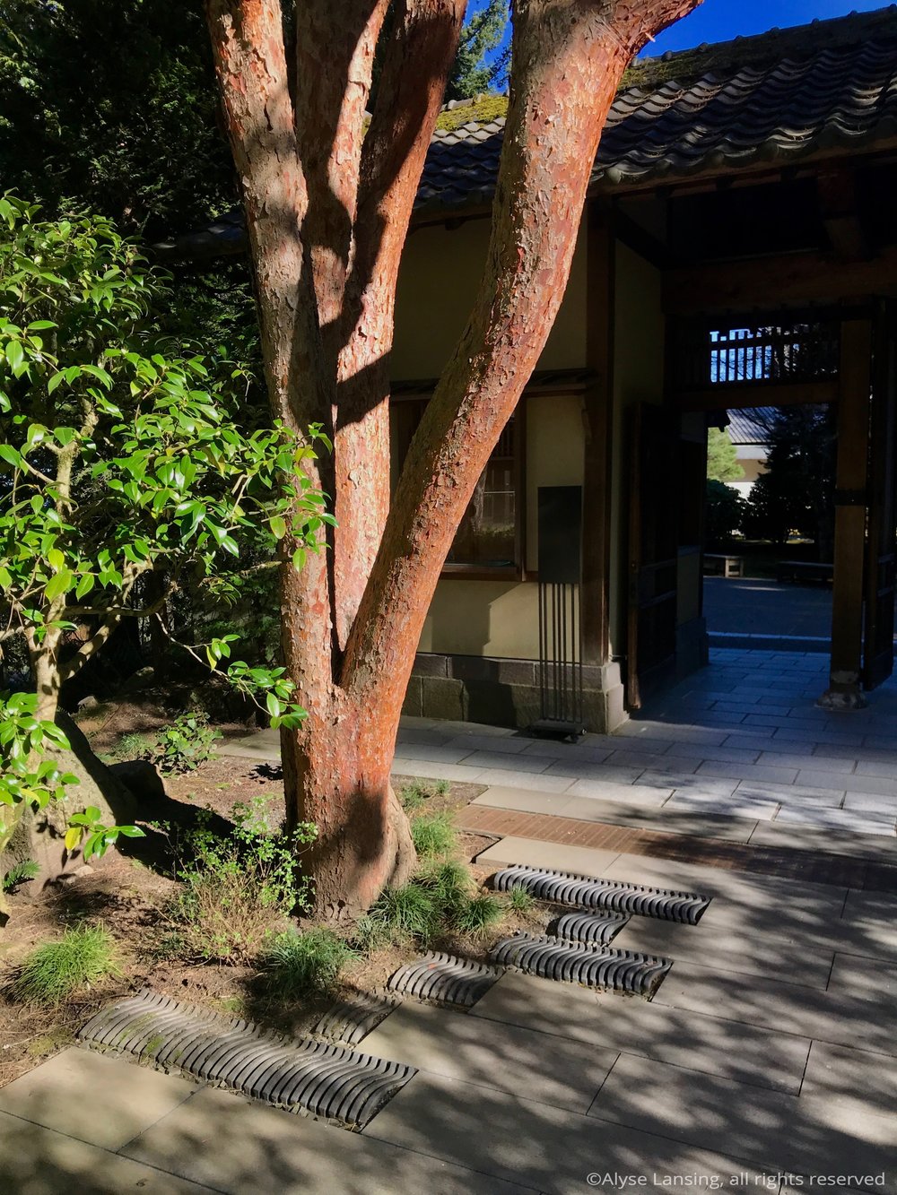  Beautiful bark, and the ground plane, which, characteristically, is elevated with detail.  Such paving detail here also elevates the pine. It could be a Japanese Red Pine  (Pinus densiflora ), but I believe it’s a cultivar of Scots Pine  (Pinus sylv