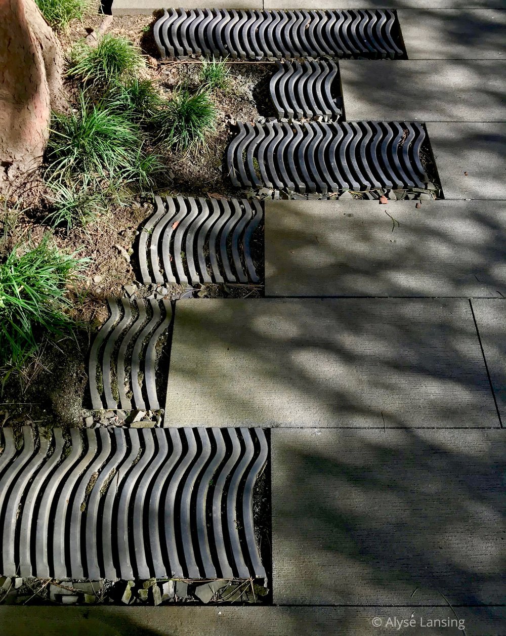  Paving detail at the foot of the pine 