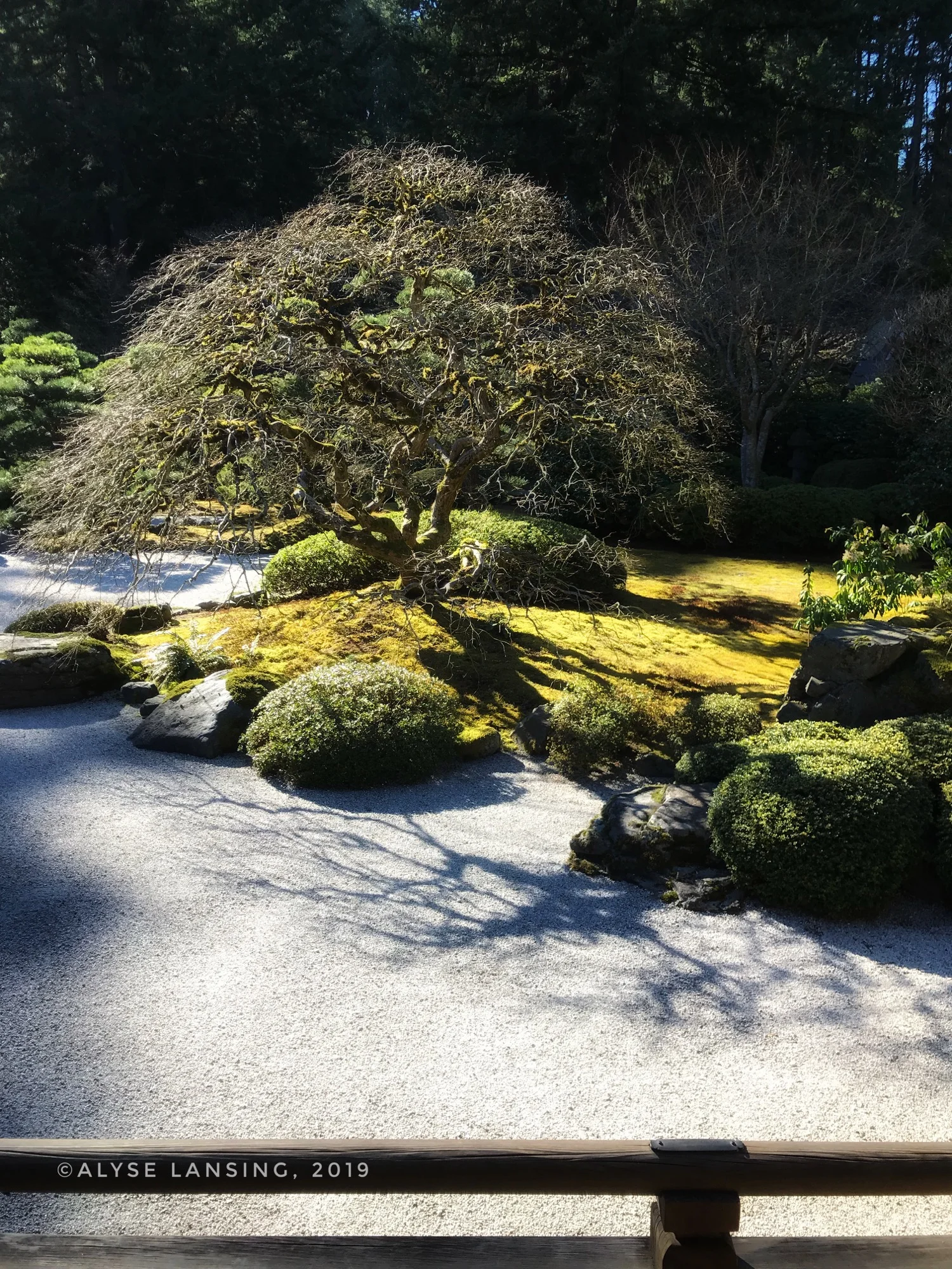 AlyseLansing_JapaneseGardenShadows2019-03-04.jpg
