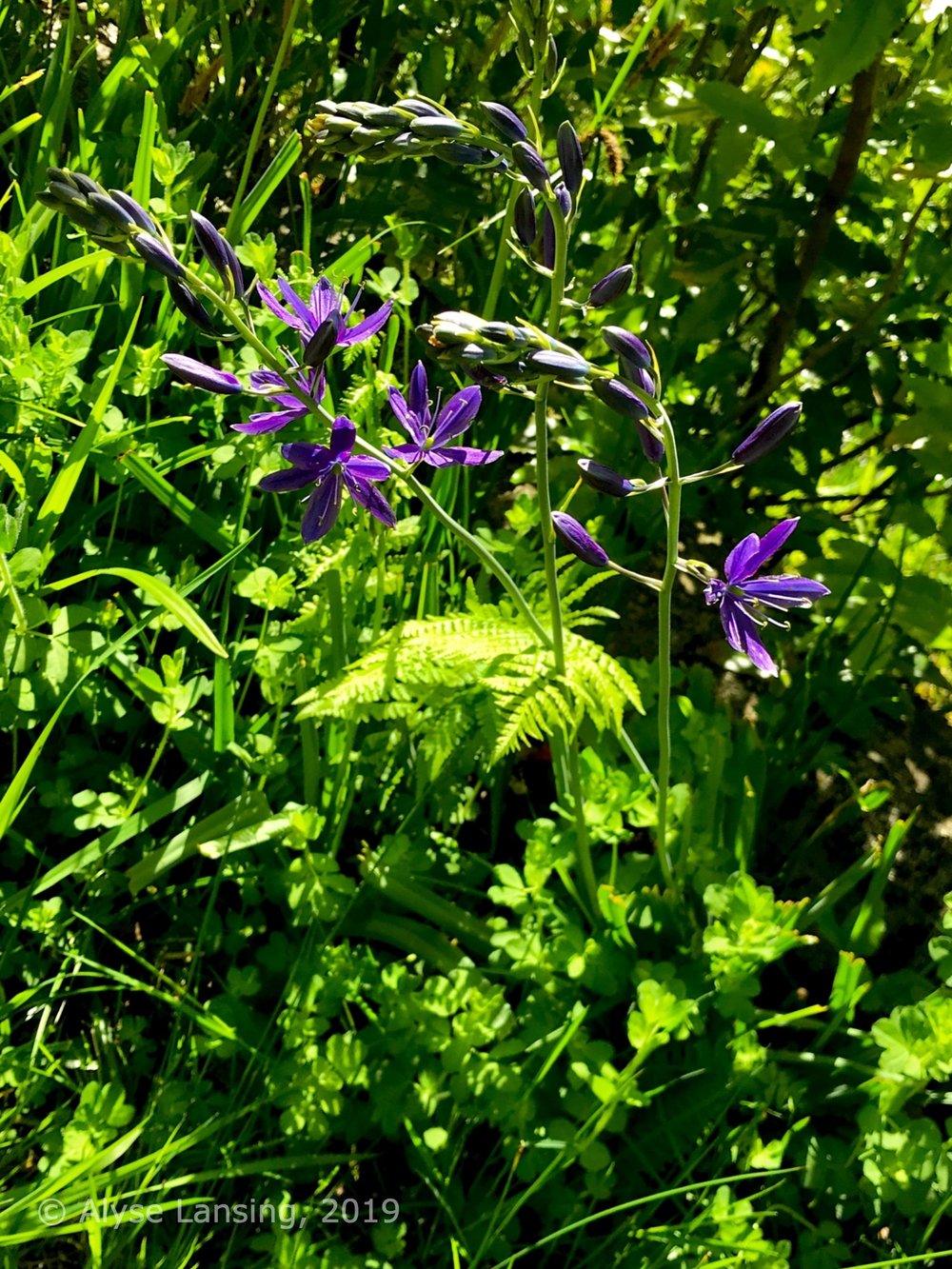  Camas Lily ( Camassia ) in the bioswale 