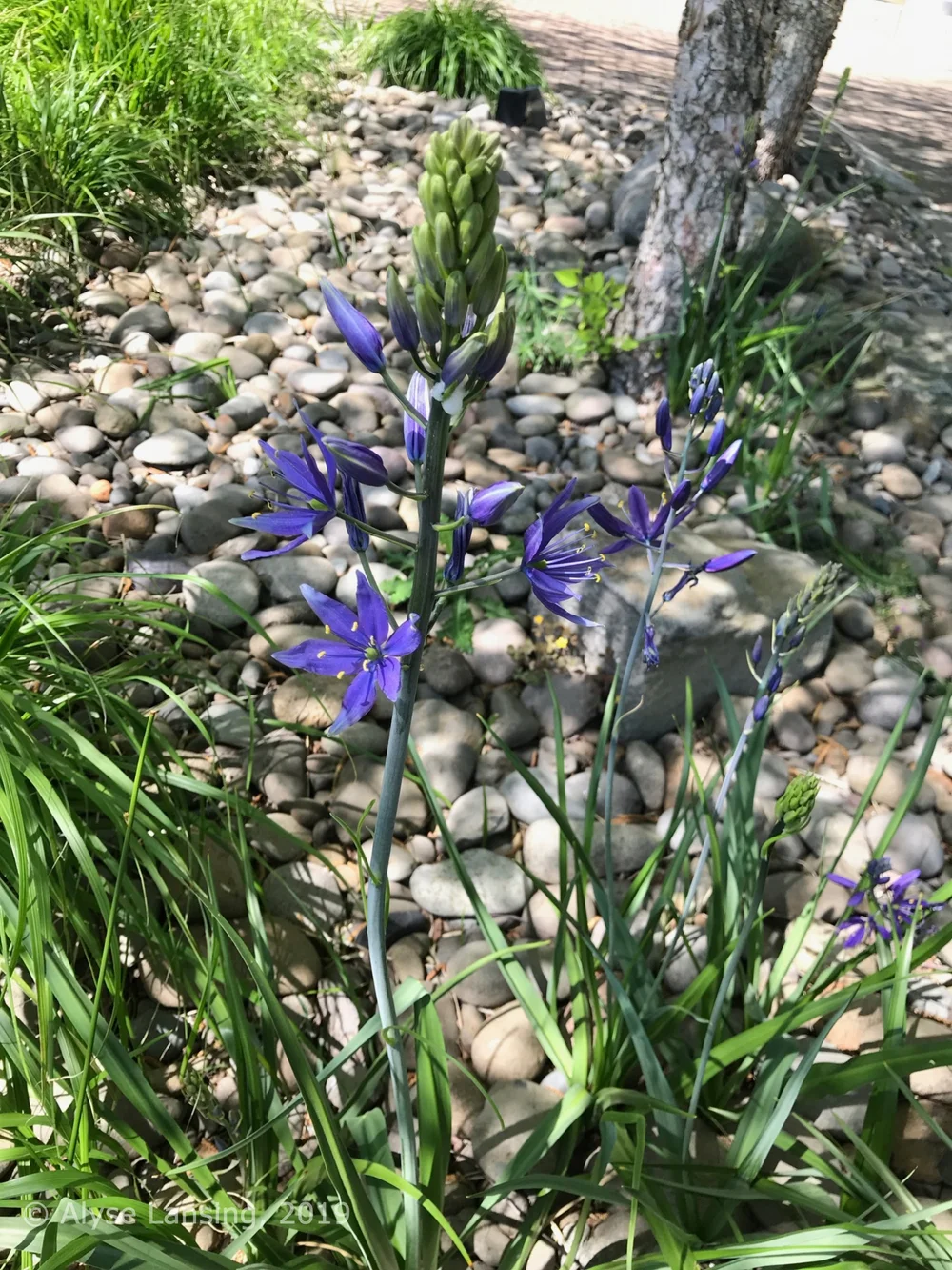  Camas Lily in a different section of the swale—a little more “upland.” 