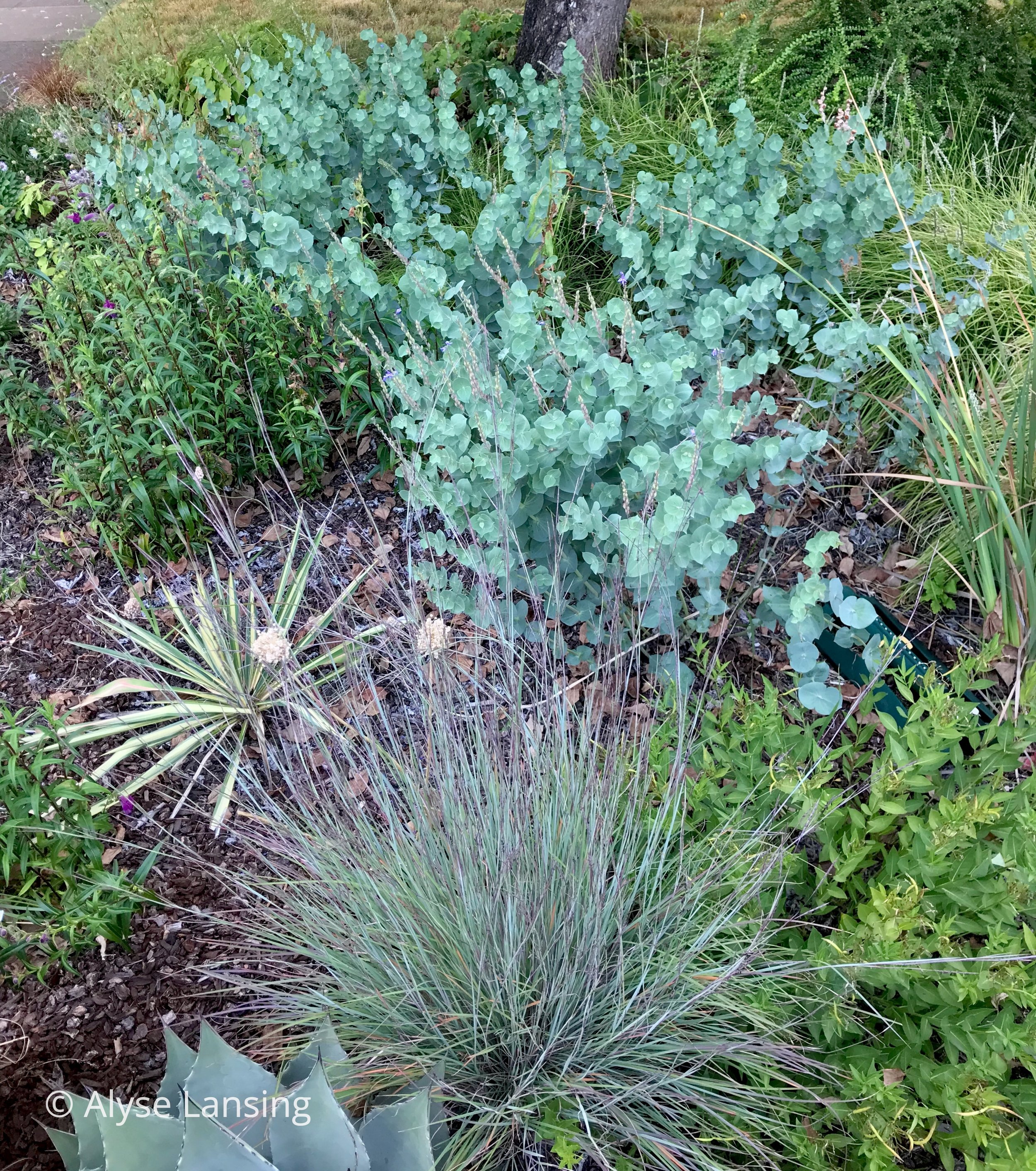 perahebe perfoliata与小蓝茎草中微妙的红色调。