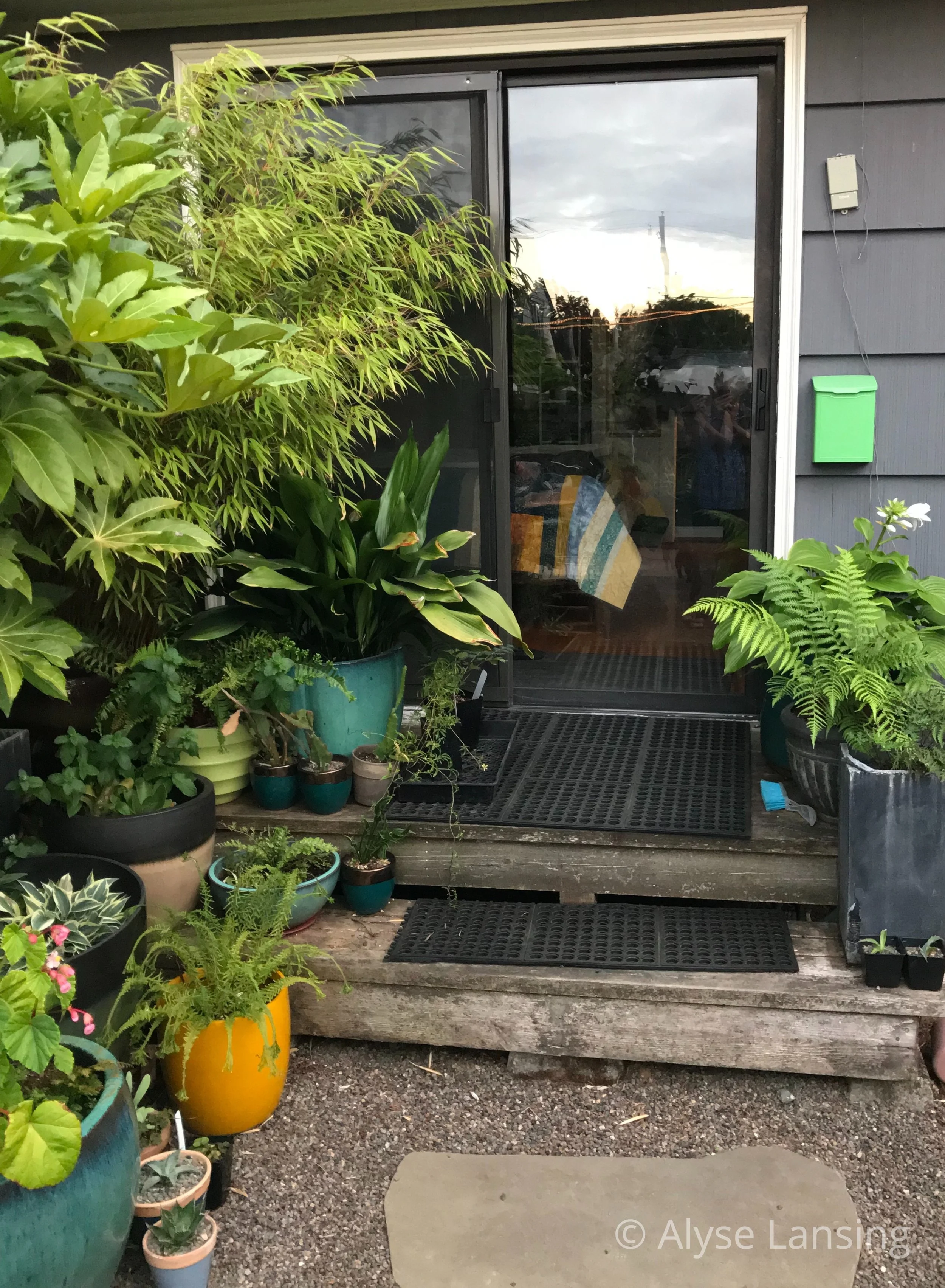 Back door feeling particularly tropical. (These are hardy to Portland.)