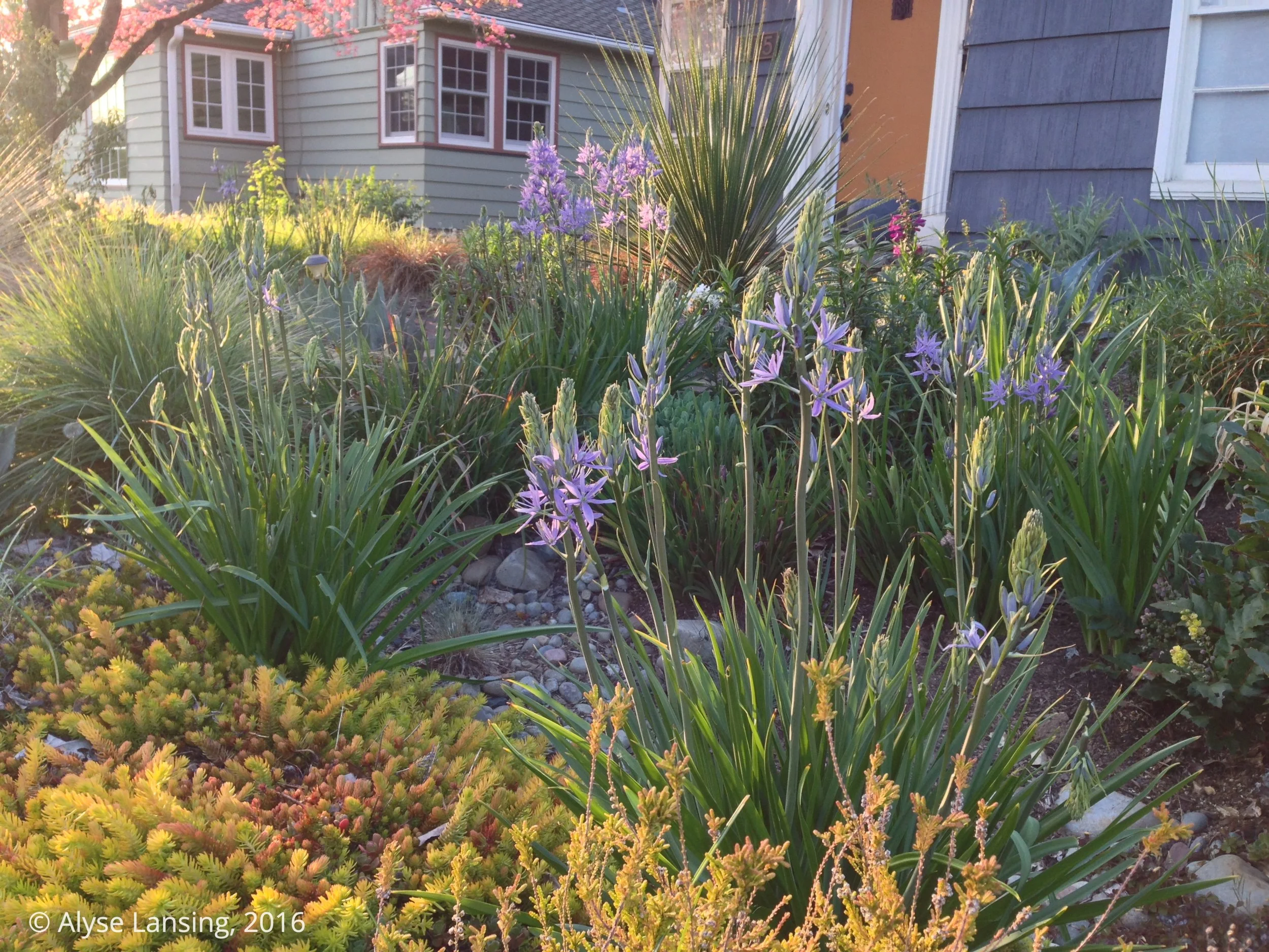 Camas Lily in bloom, April 2016. Camassia leichtlinii ‘Blue Danube’.
