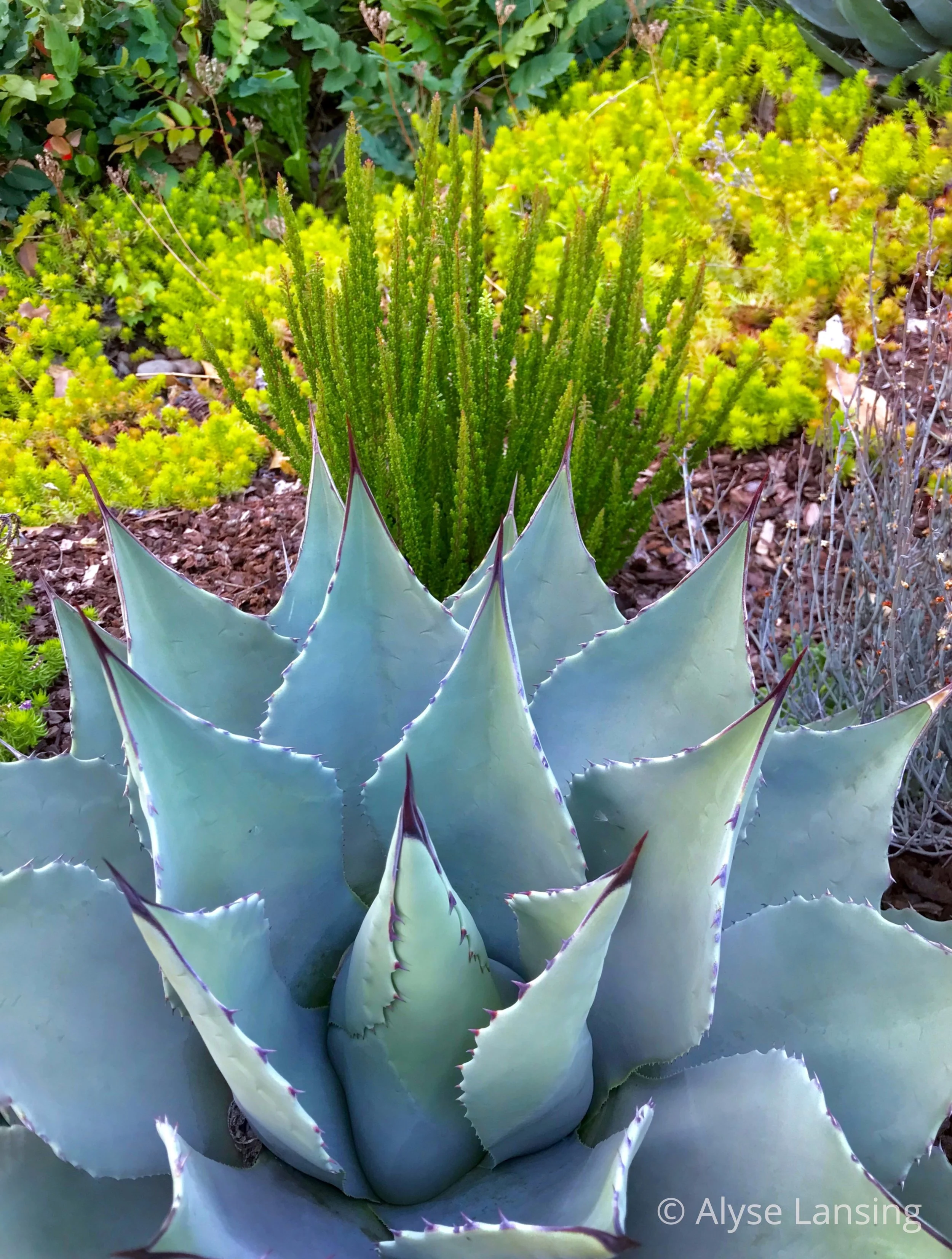 Agave parryi cv., and Calluna ‘Stockholm’.