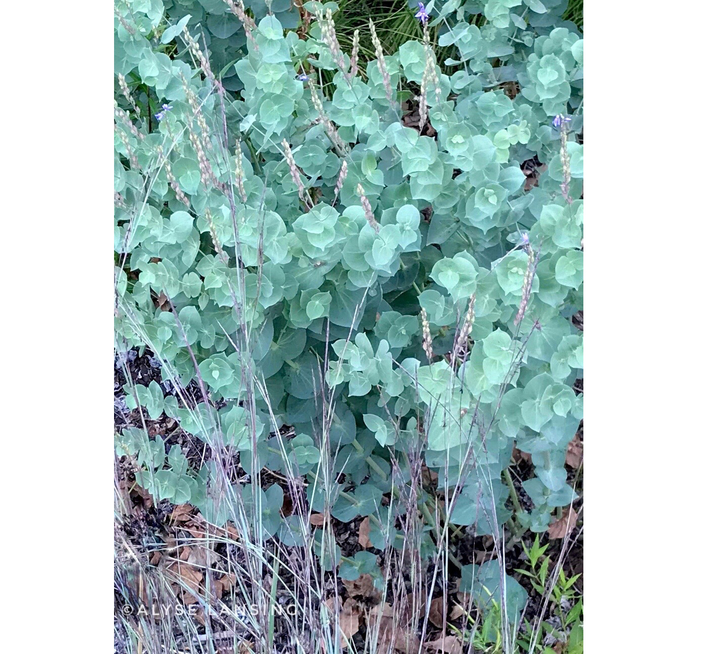 Parahebe perfoliata with the subtle red tones of Little Bluestem grass.