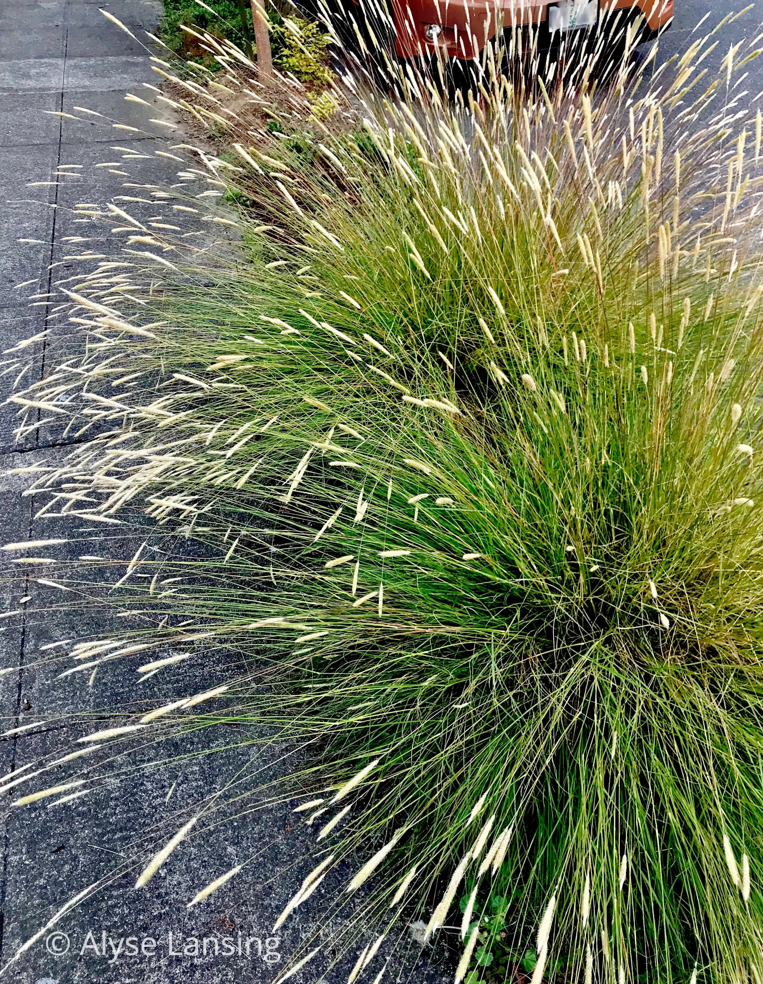 Pennisetum spathiolatum