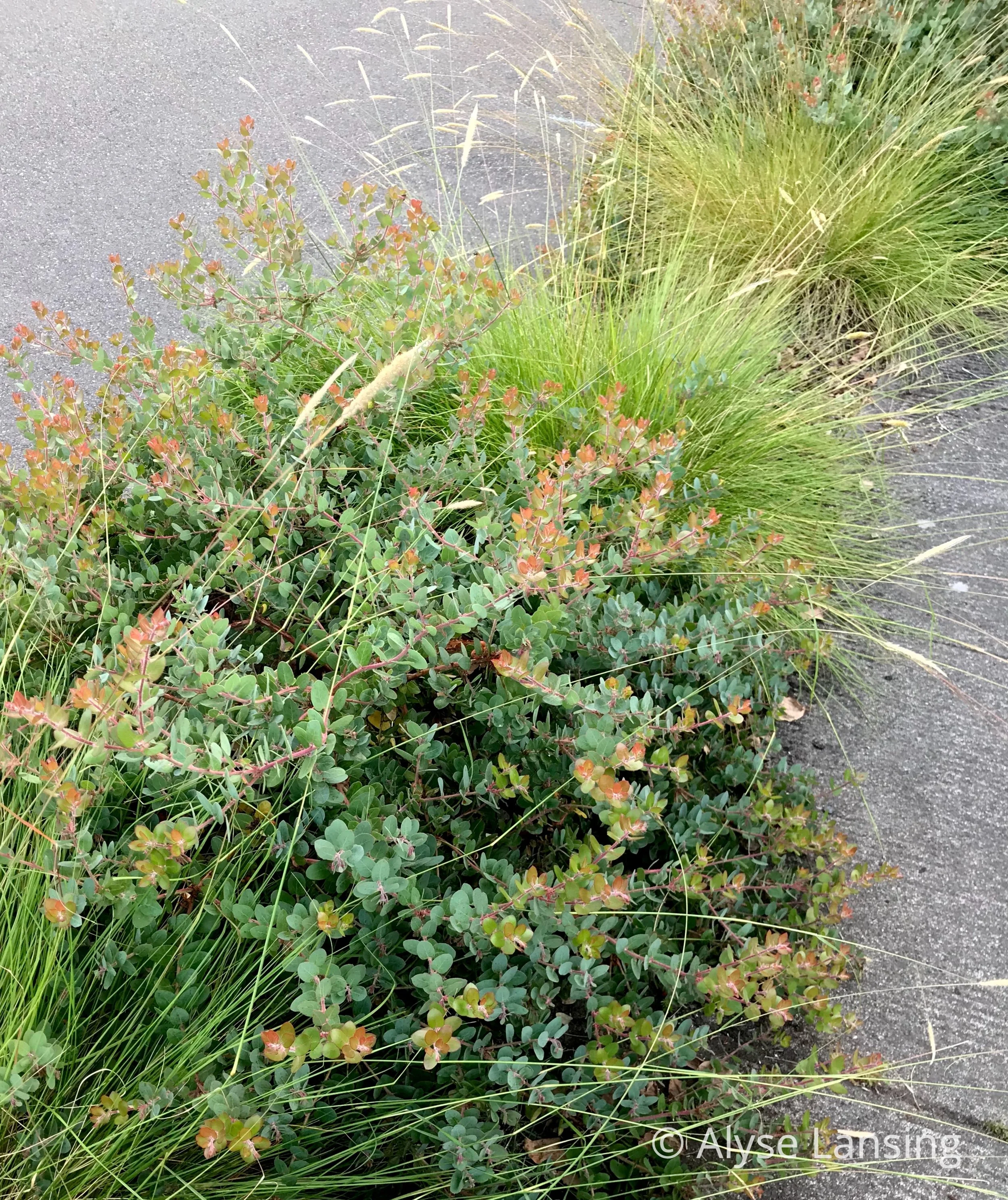Arctostaphylos ‘John Dourley’ with Pennisetum spathiolatum
