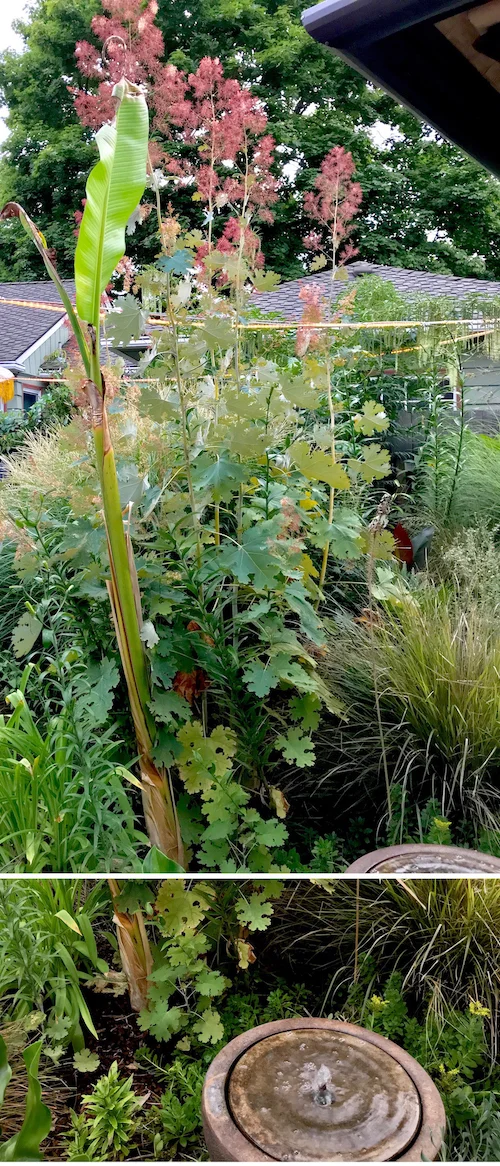 Plume Poppy ( Macleaya cordata ) and small water feature.