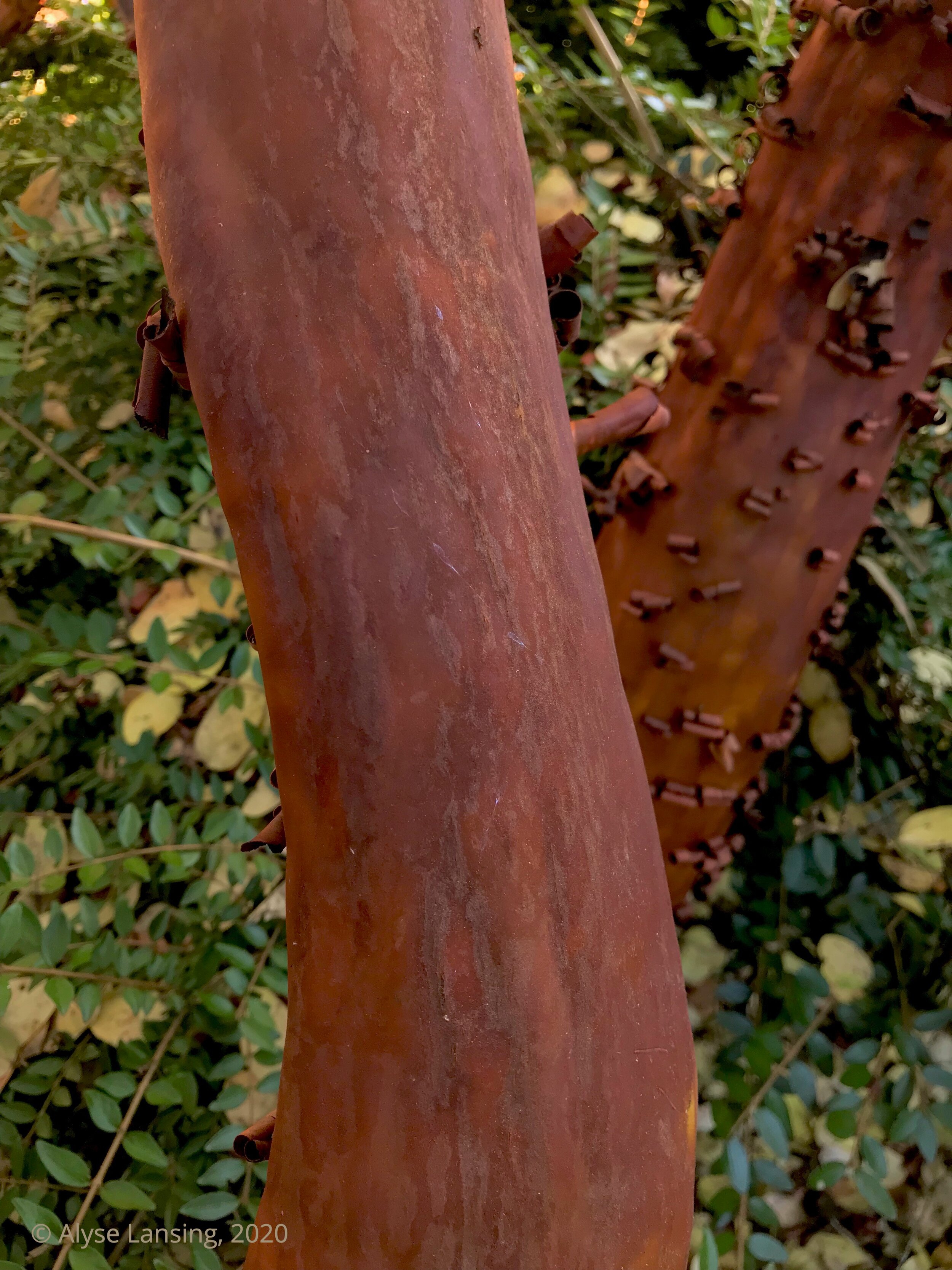 Trees That Shed Bark During Summer