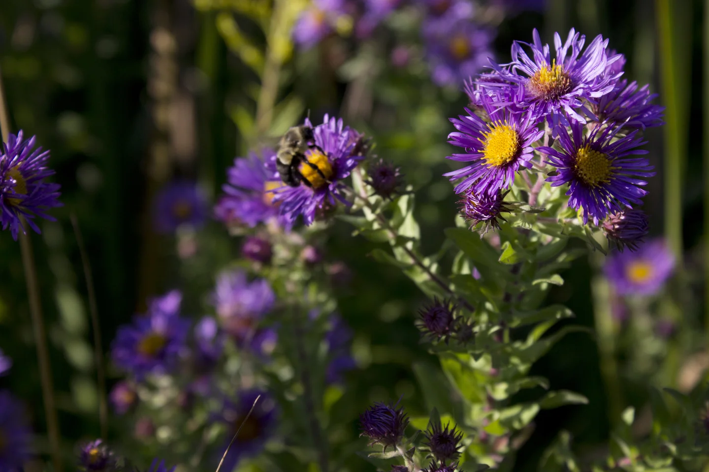 purpleflowersBee5.jpg