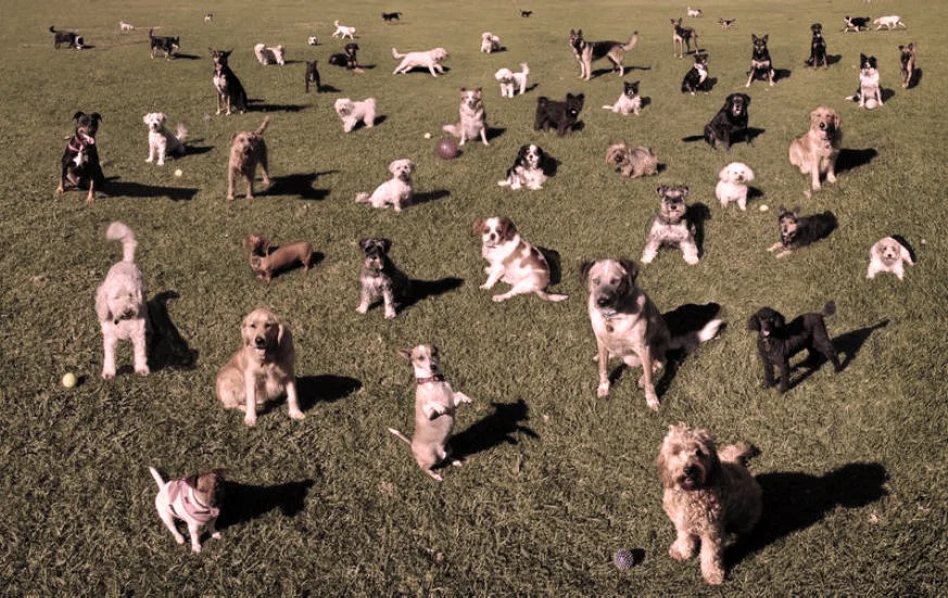 addestramento-cani-3 copia.jpg