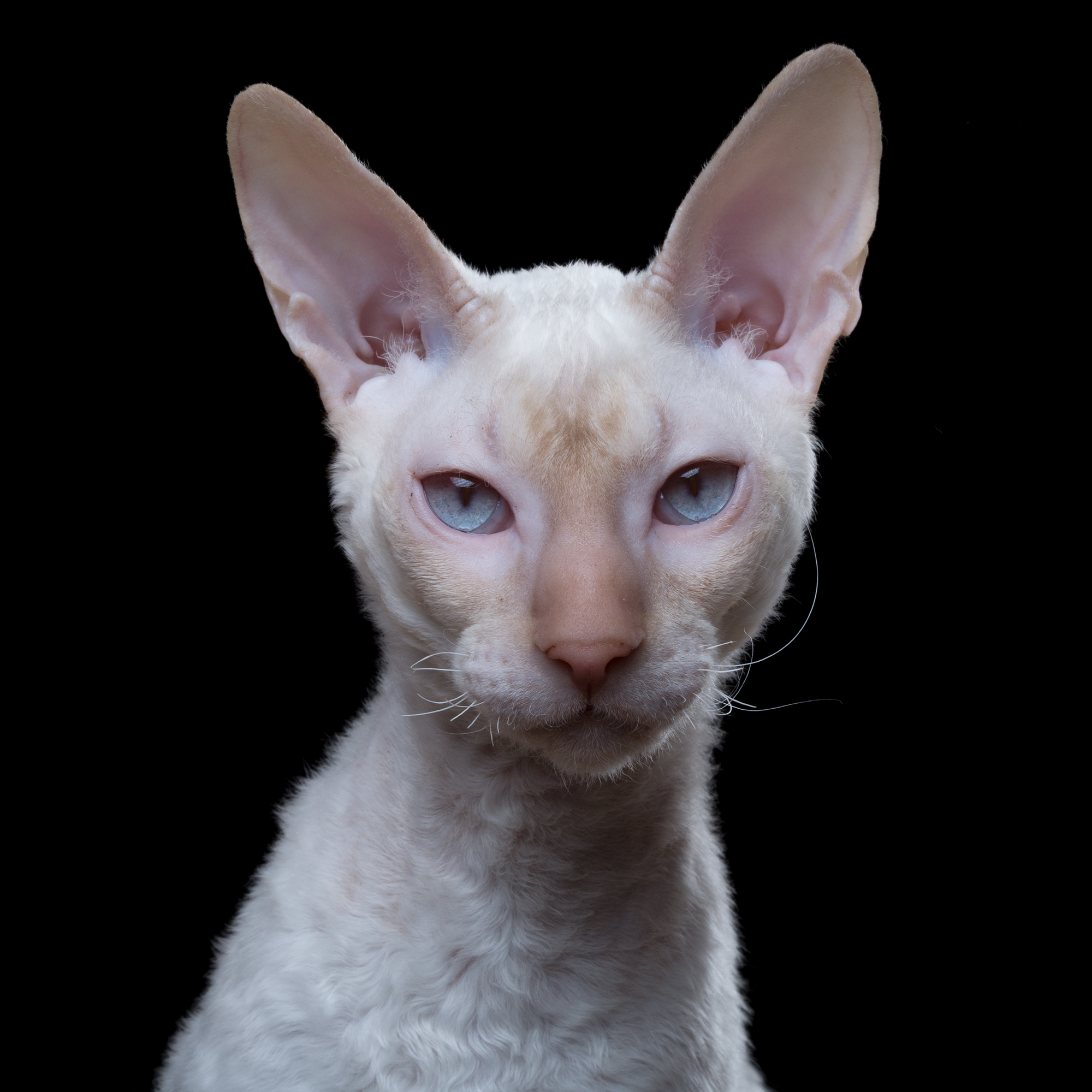 Joze [0.5M] (Cornish Rex) 0016.jpg